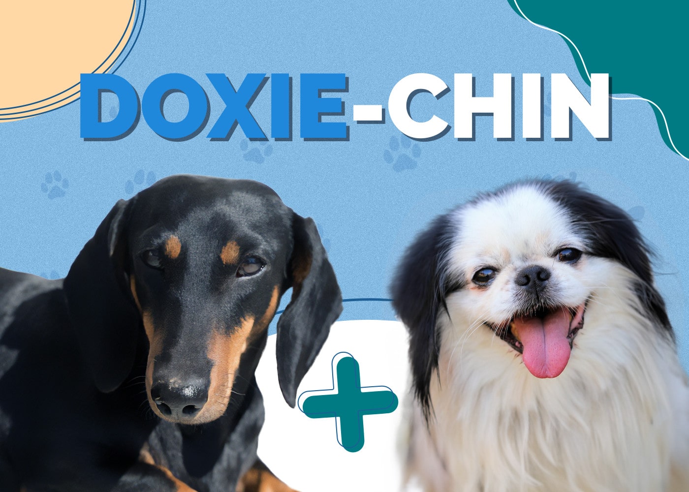 Doxie-Chin (Dachshund & Japanese Chin Mix): Info, Pictures & More