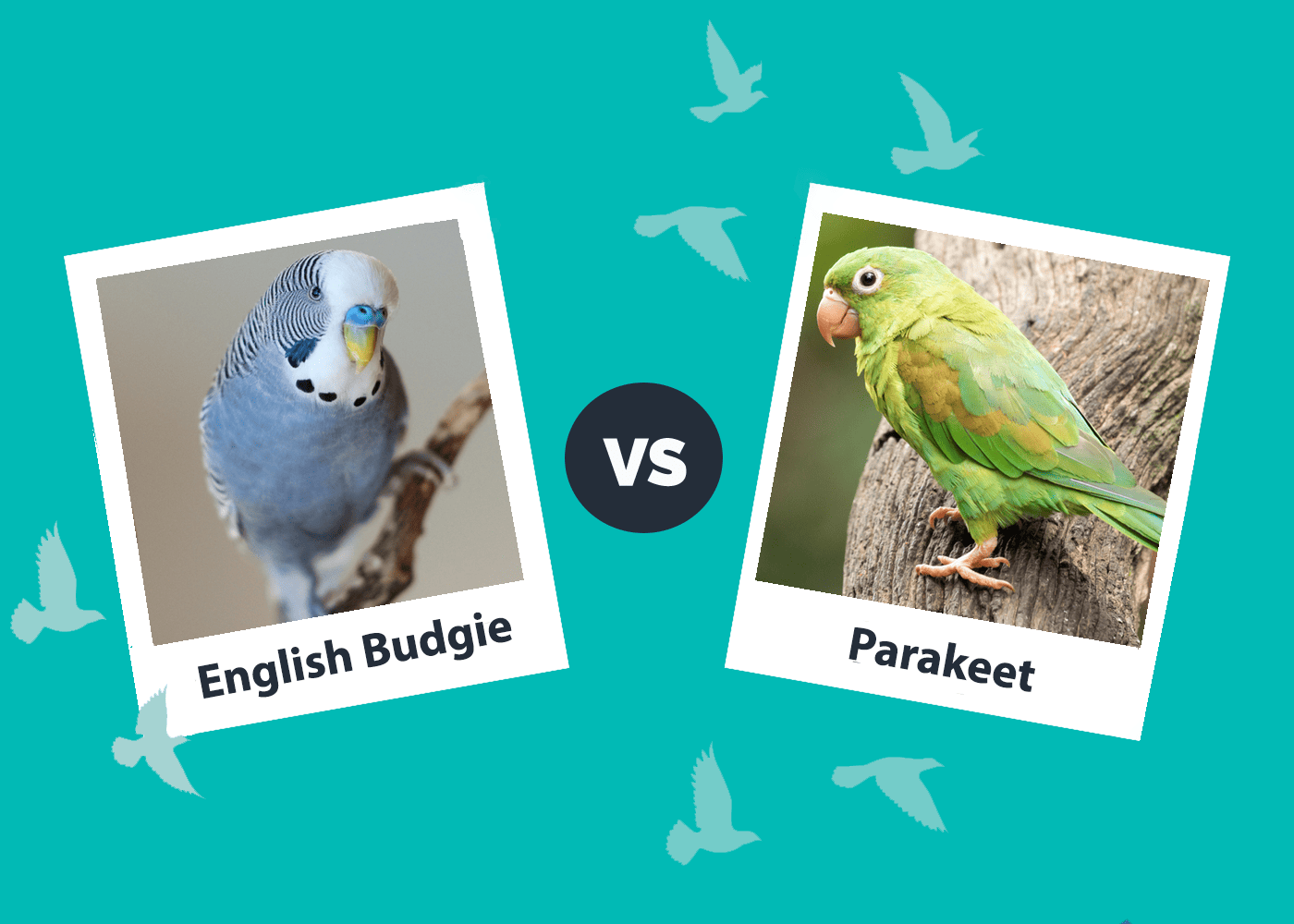 English Budgie vs Parakeet: Vet-Reviewed Differences (With Pictures)