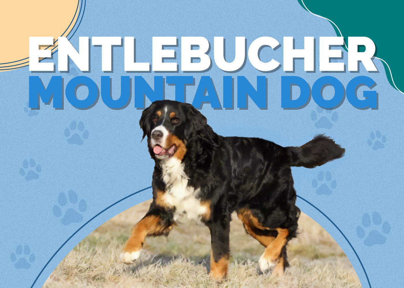 Entlebucher Mountain Dog