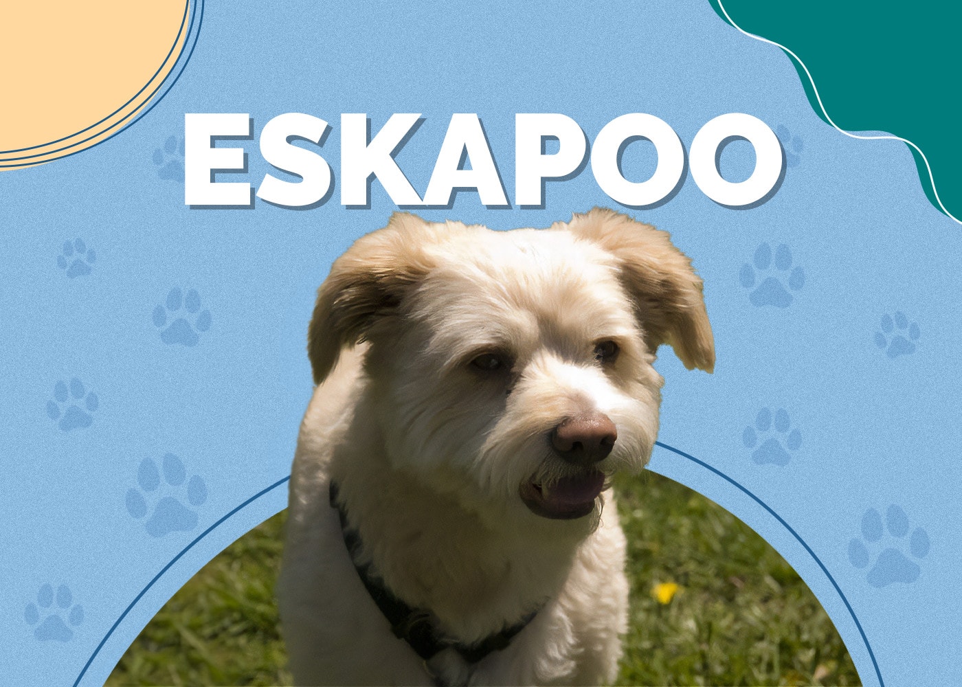 Eskapoo (American Eskimo & Poodle Mix): Info, Pictures, Traits