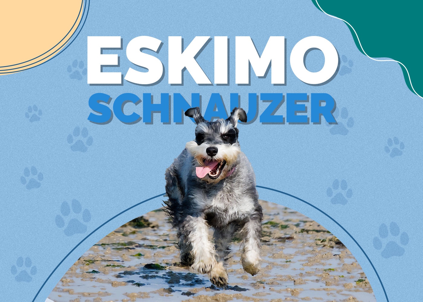 Eskimo Schnauzer (American Eskimo & Schnauzer Mix): Info, Pictures & More