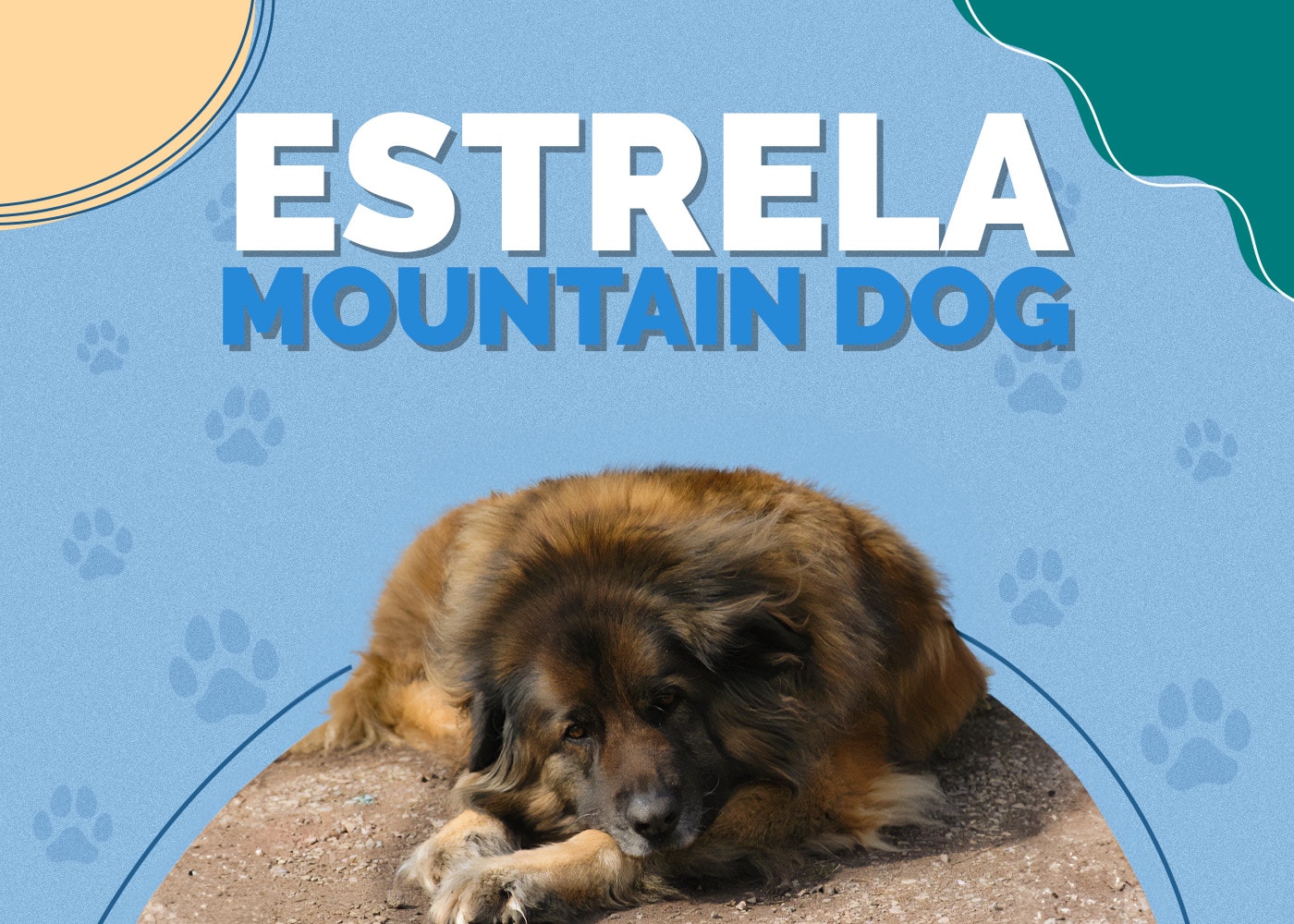 Estrela Mountain Dog Breed Info: Pictures, Traits & Facts