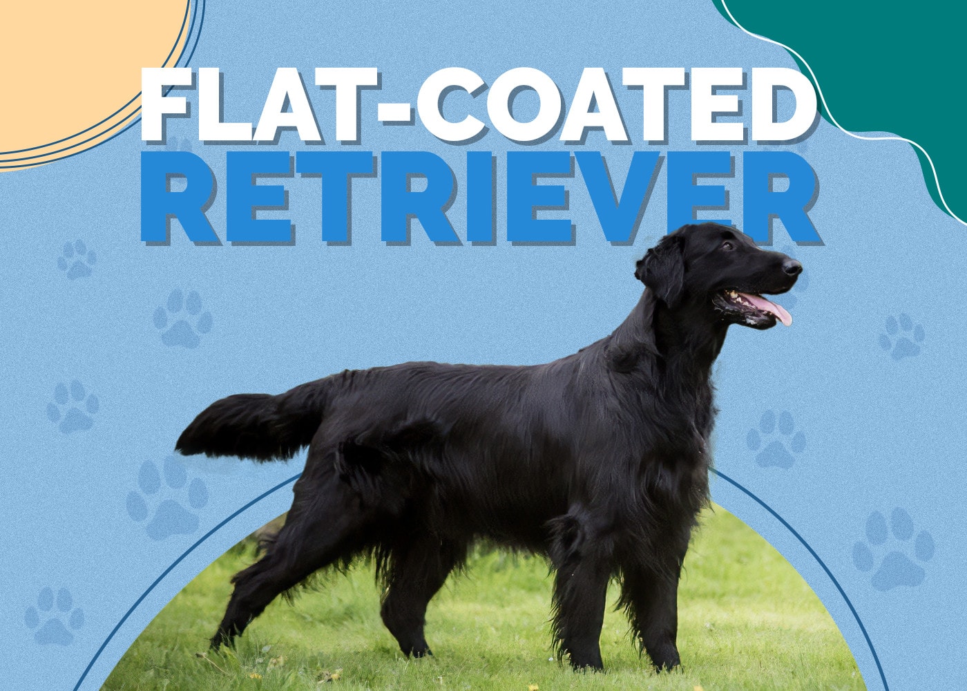 Flat-Coated Retriever Dog Breed Info: Pictures, Traits & Facts