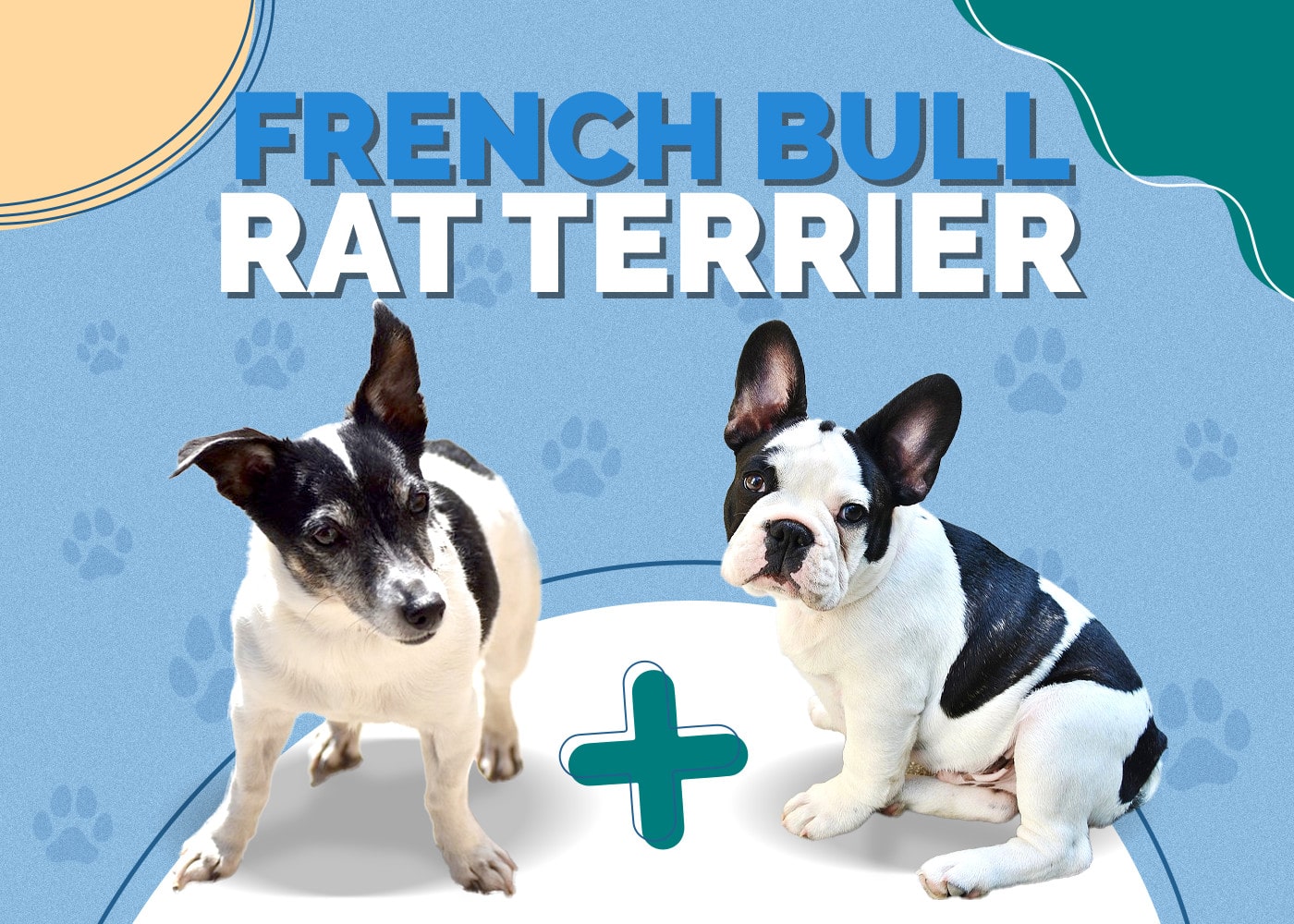 French Bull Terrier (French Bulldog & Miniature Bull Terrier Mix): Info, Pictures, Characteristics & Facts
