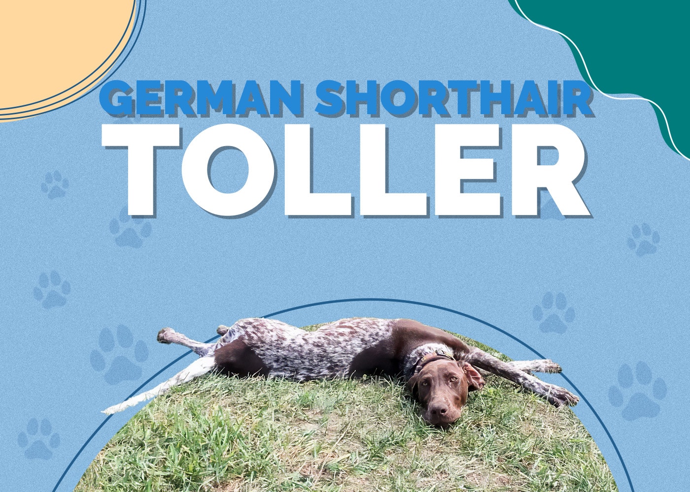 German Shorthair Toller: Info, Pictures, Care & More