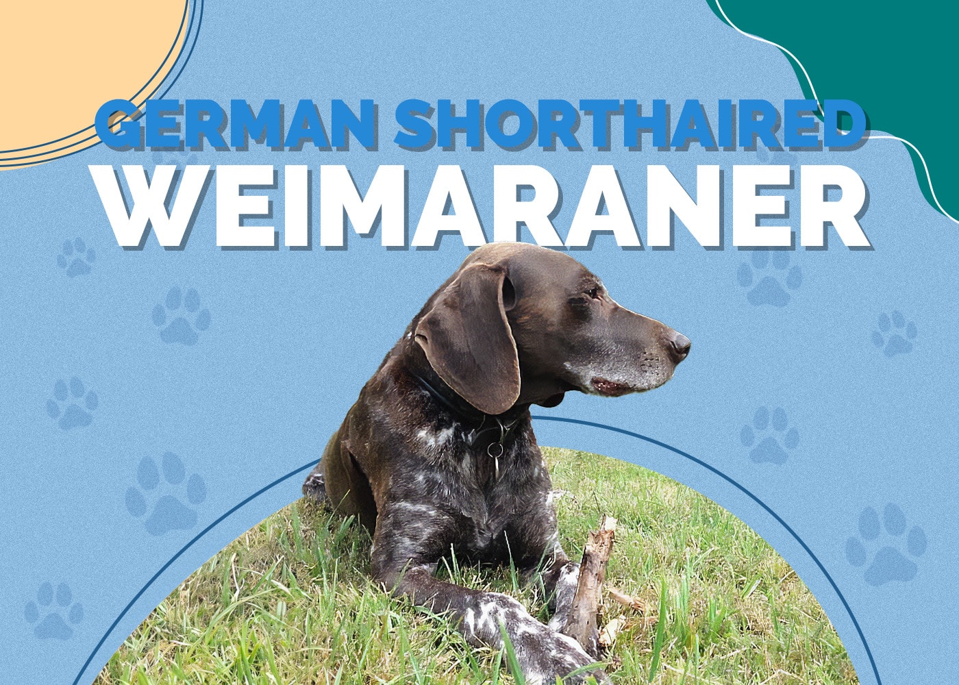 German Shorthaired Weimaraner | Info, Pictures, Traits, Facts