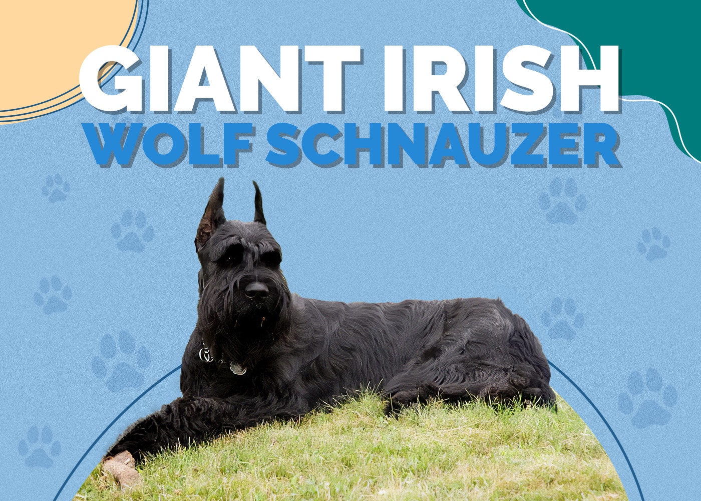 Giant Irish Wolf Schnauzer (Giant Schnauzer & Irish Wolfhound Mix): Info, Pictures, Traits & Facts