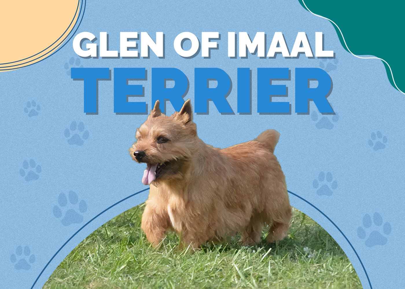 Glen Of Imaal Terrier: Dog Breed Info, Pictures, Facts & Traits