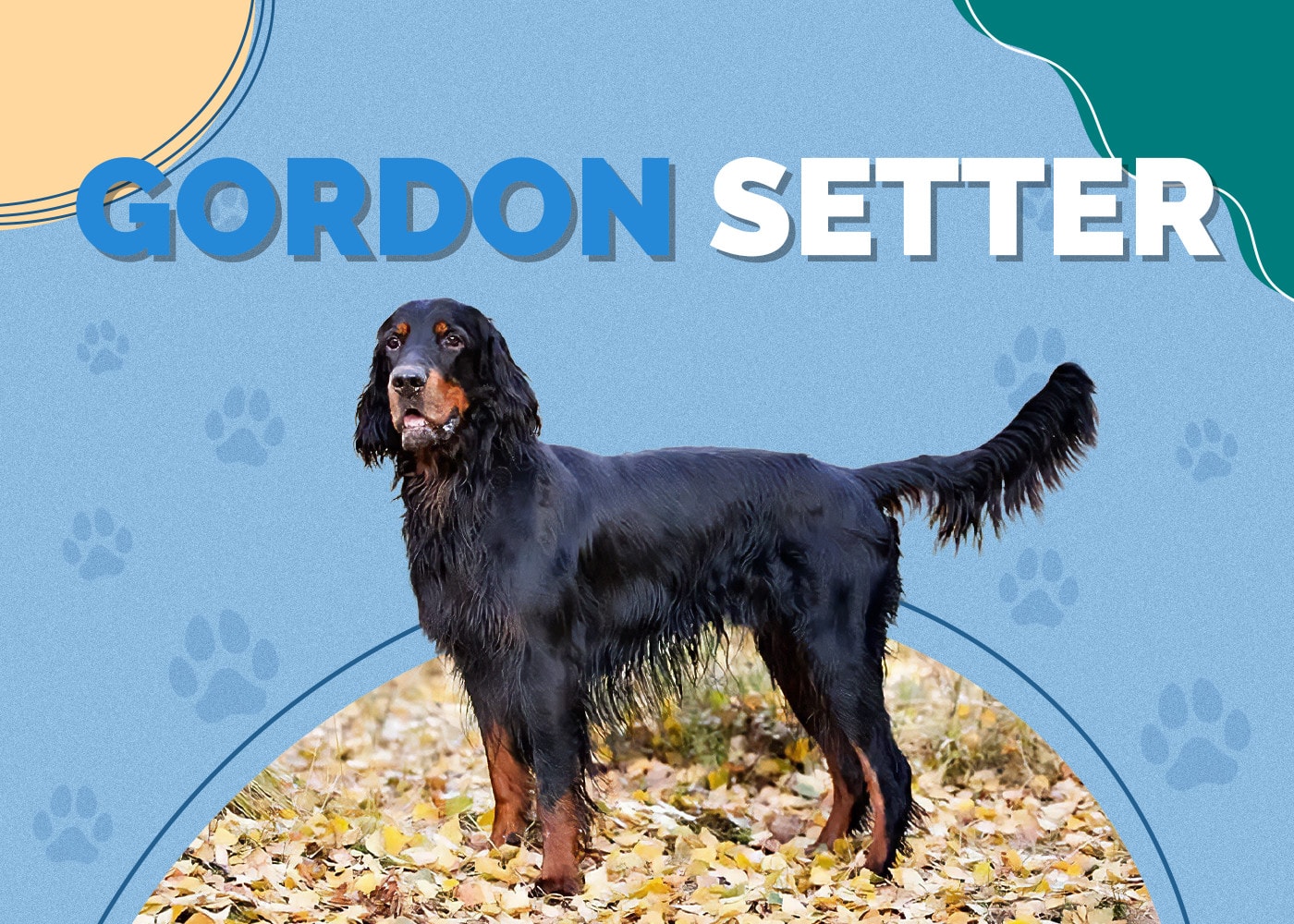 Gordon Setter | Dog Breed Info: Pictures, Personality & Facts