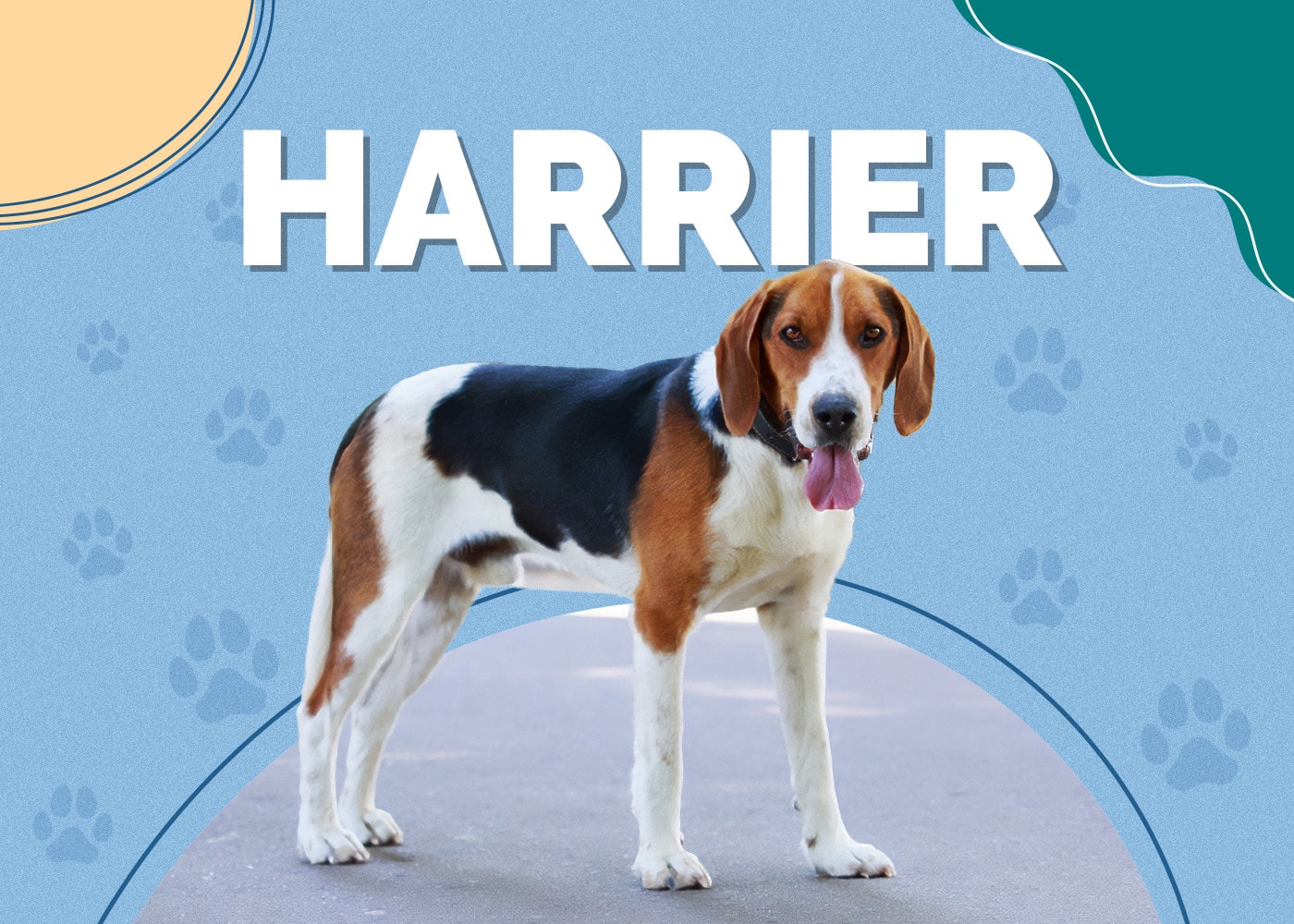 Harrier Dog Breed: Info, Pictures, Characteristics & Facts