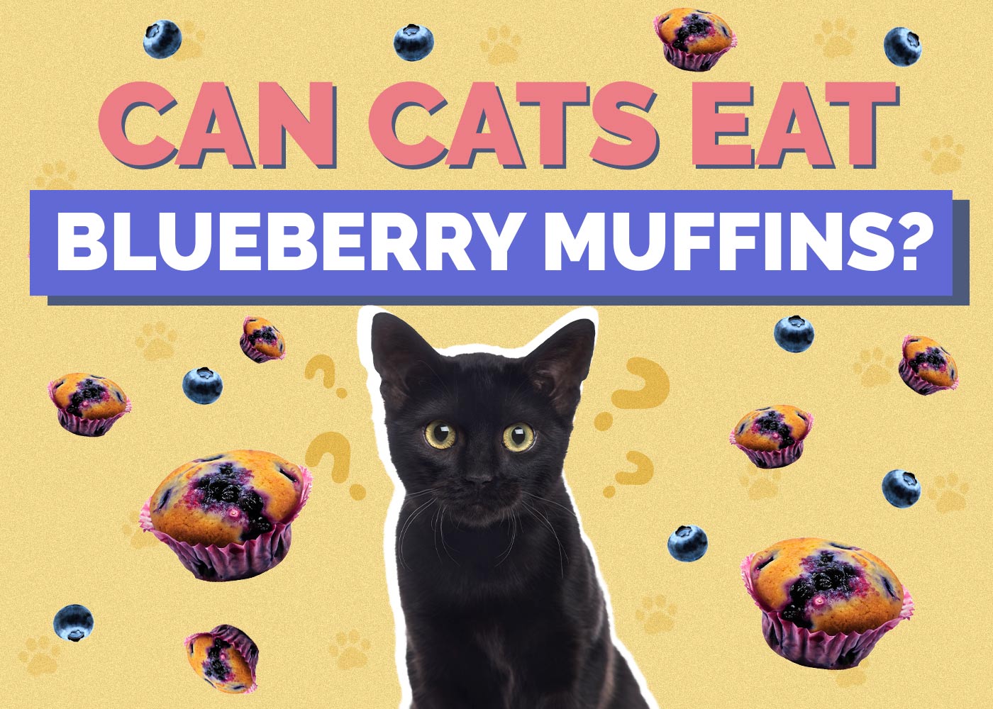 Can Cats Eat Blueberry Muffins? Vet Approved Facts & FAQ