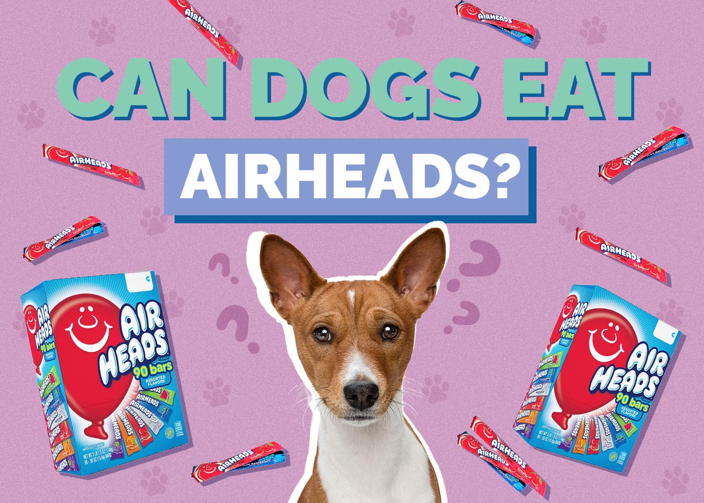 Can Dogs Eat Airheads? Vet-Reviewed Health Concerns