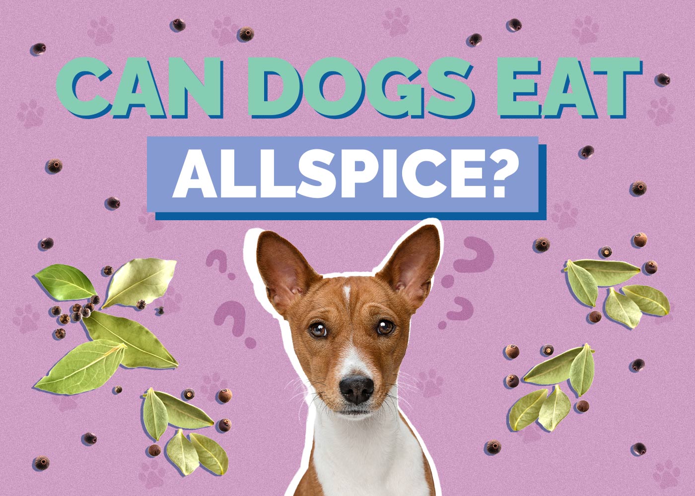 Can Dogs Eat Allspice? Vet Reviewed Nutritional Facts