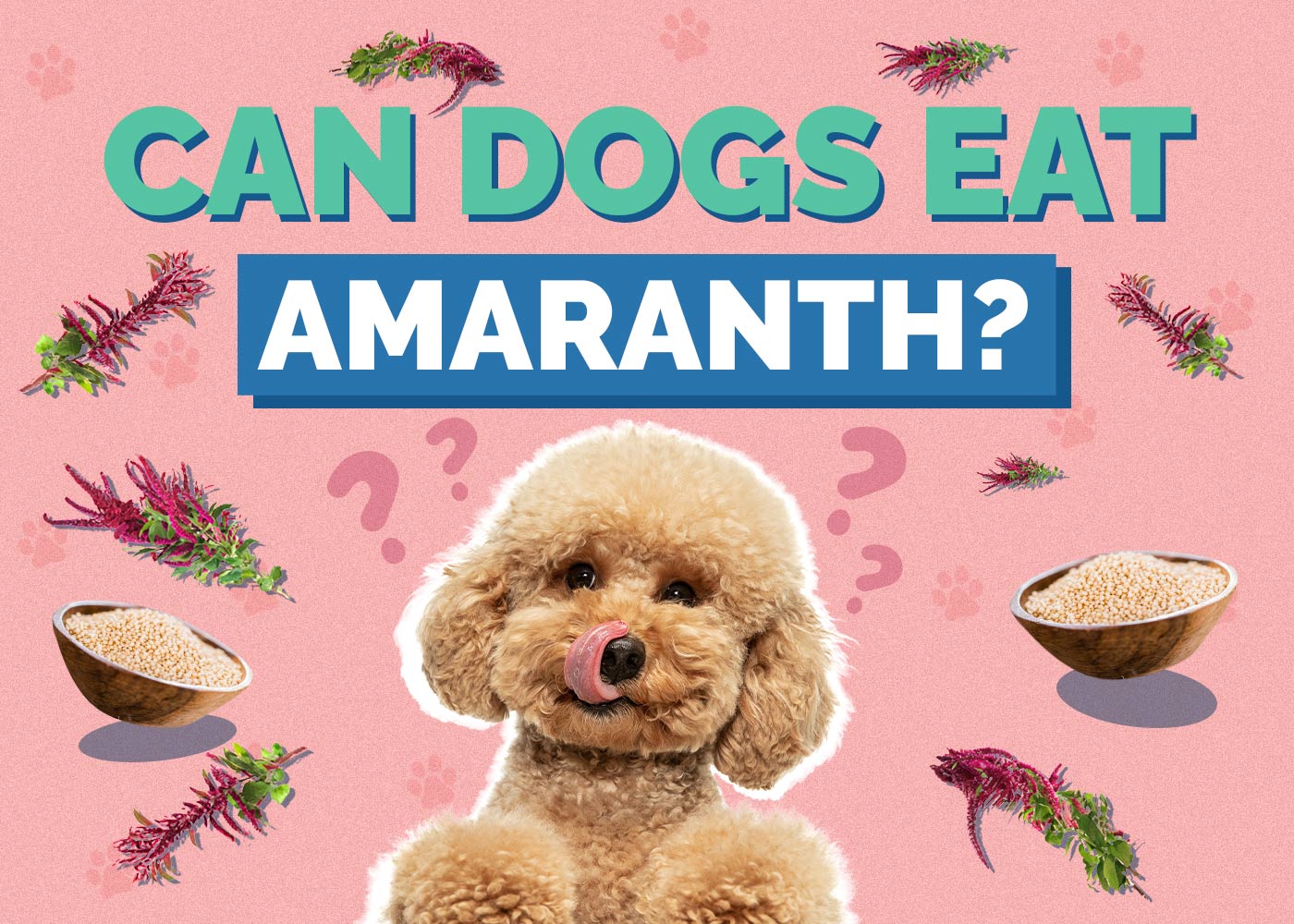 Can Dogs Eat Amaranth? Vet Approved Facts & Safety Guide