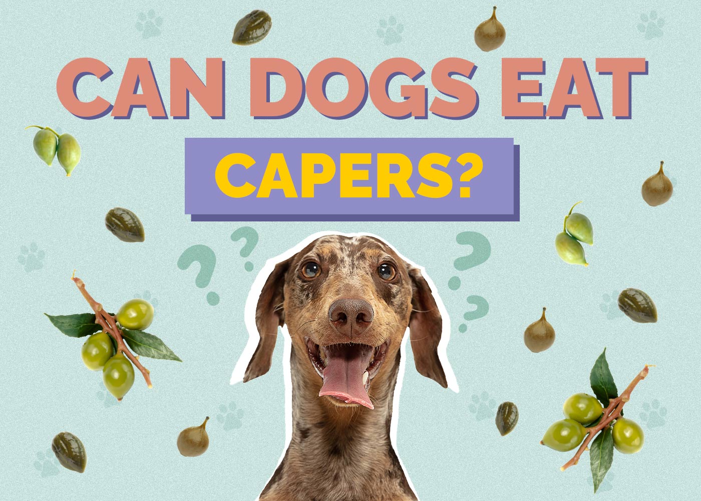 Can Dogs Eat Capers? Vet-Reviewed Health Facts