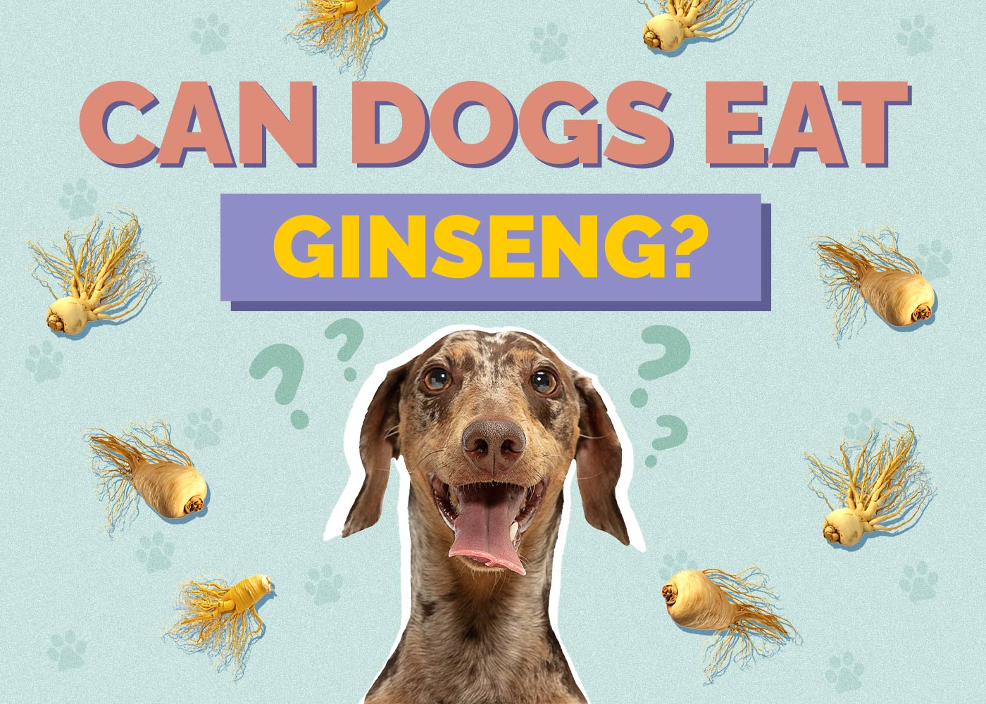 Can Dogs Eat Ginseng? Vet-Approved Risks & Benefits