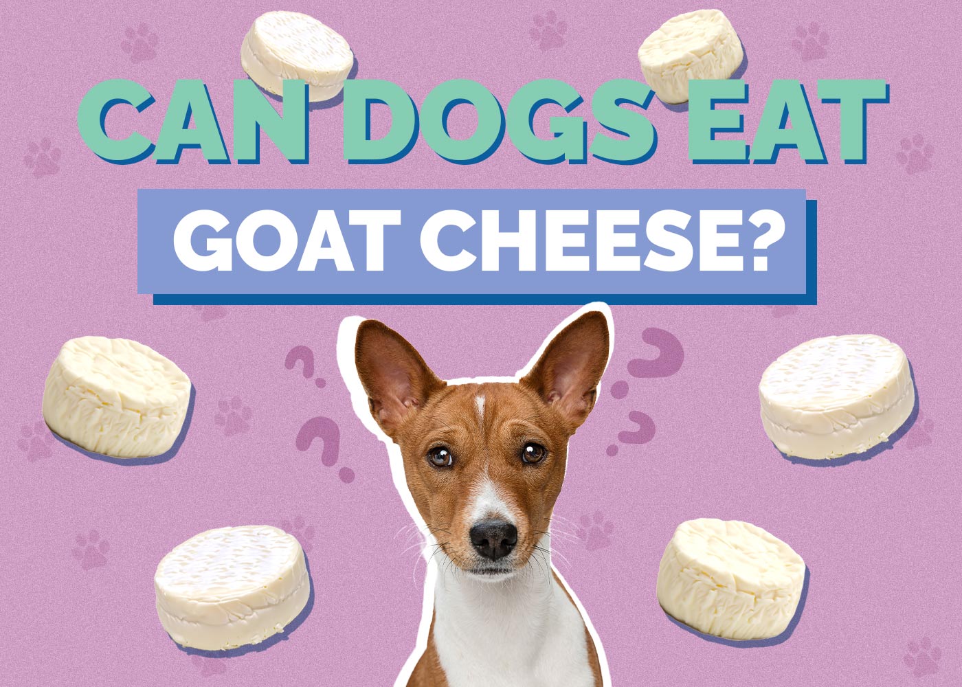 Can Dogs Eat Goat Cheese? Vet-Reviewed Health Concerns
