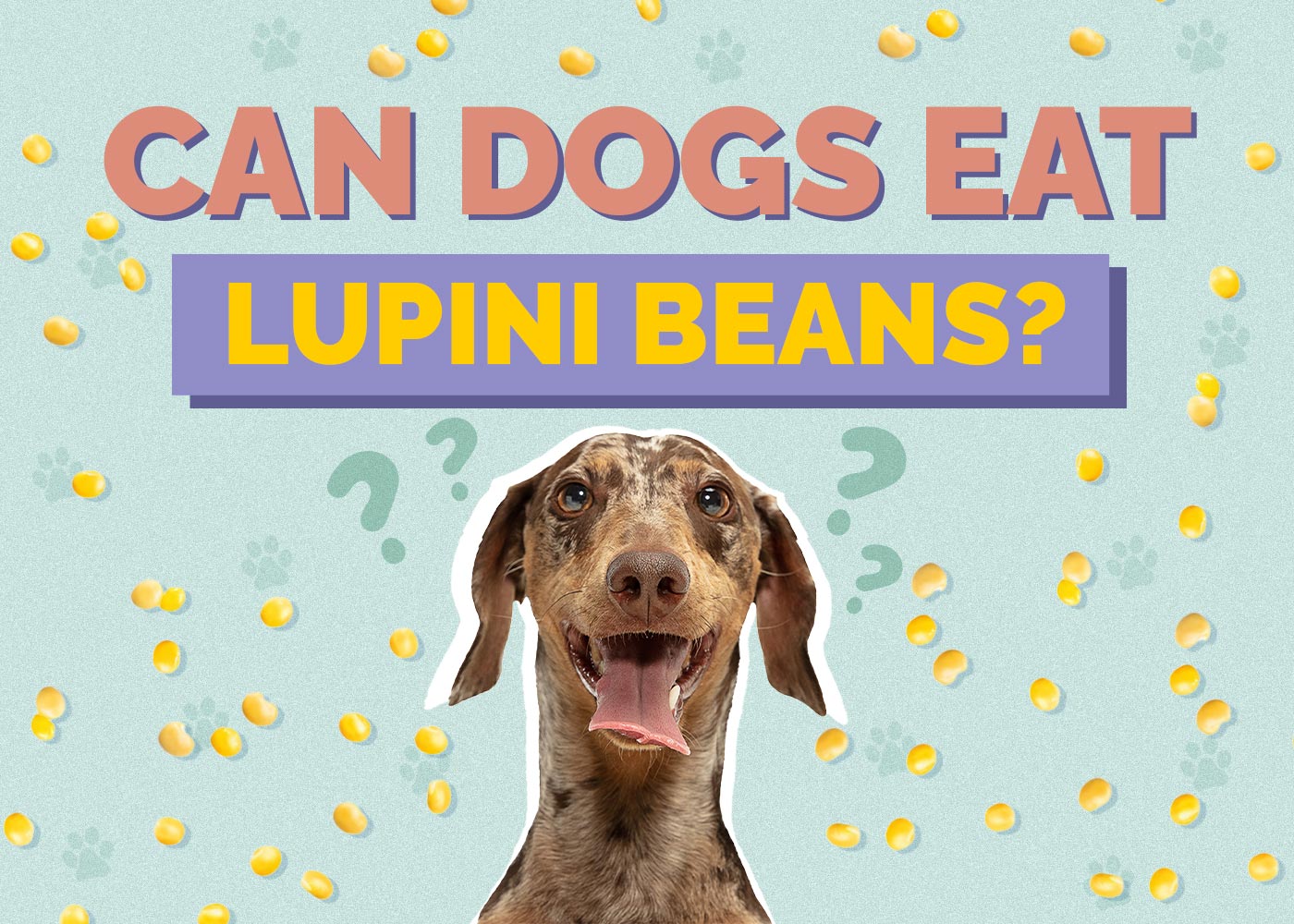 Can Dogs Eat Lupini Beans? Vet-Approved Facts & FAQ