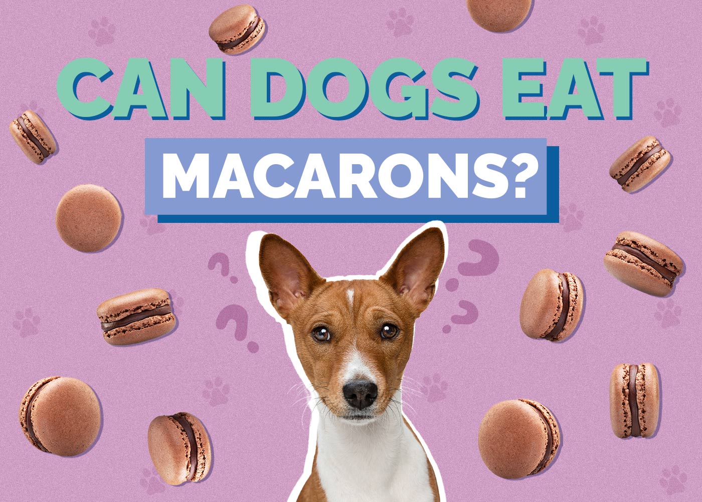 Can Dogs Eat Macarons? Vet-Reviewed Facts & FAQ
