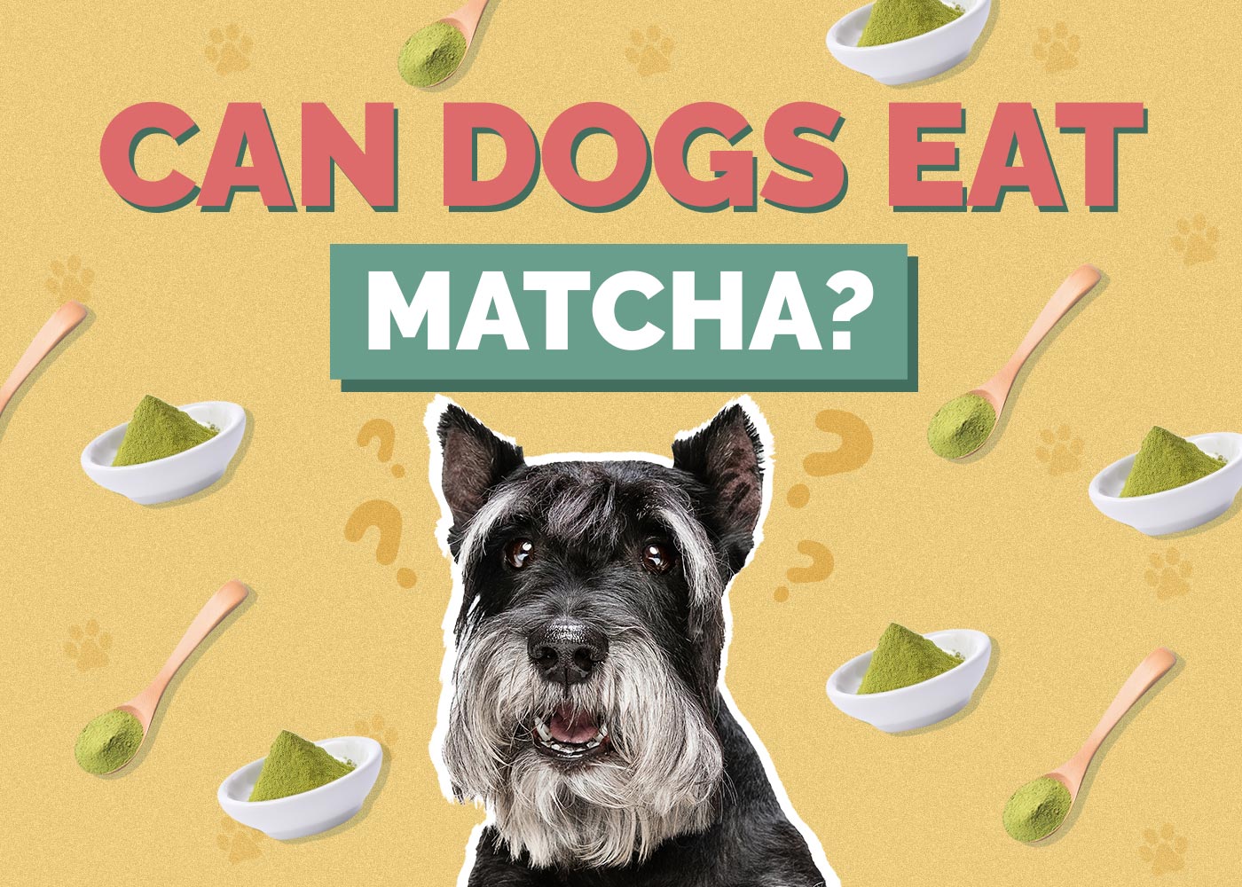 Can Dogs Eat Matcha? Vet-Aprroved Facts & FAQ