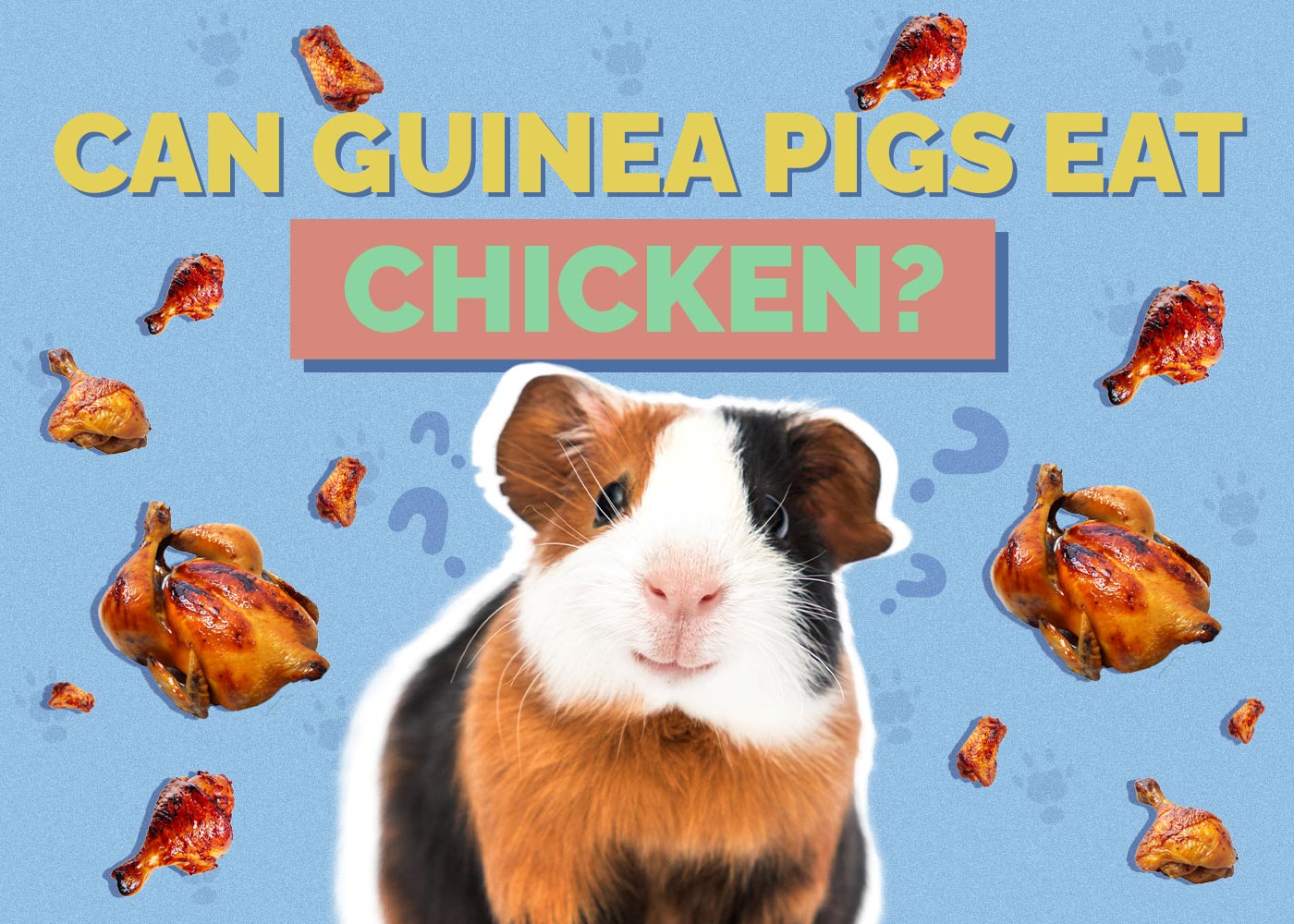 Can Guinea Pigs Eat Chicken? Vet-Reviewed Nutrition Facts