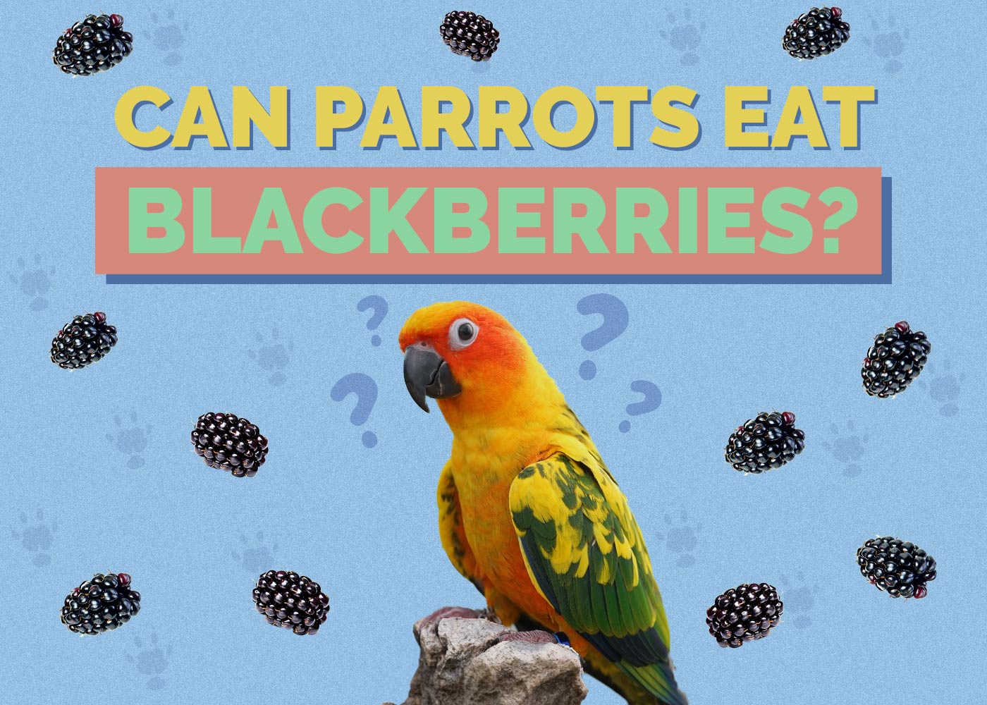 Can Parrots Eat Blackberries? Vet Approved Facts & FAQ