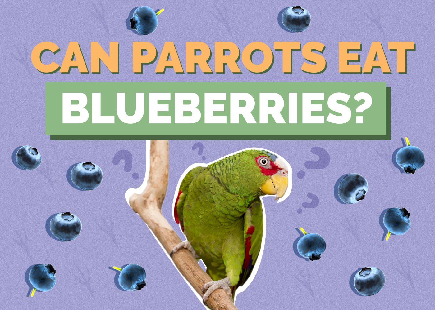 Can Parrots Eat Blueberries? Vet-Approved Facts & FAQ