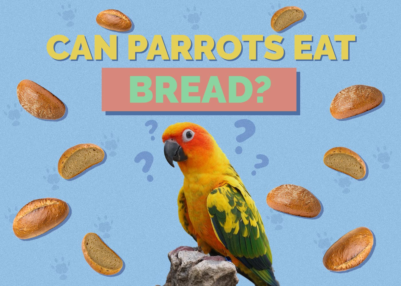 Can Parrots Eat Bread? Vet-Reviewed Feeding Facts