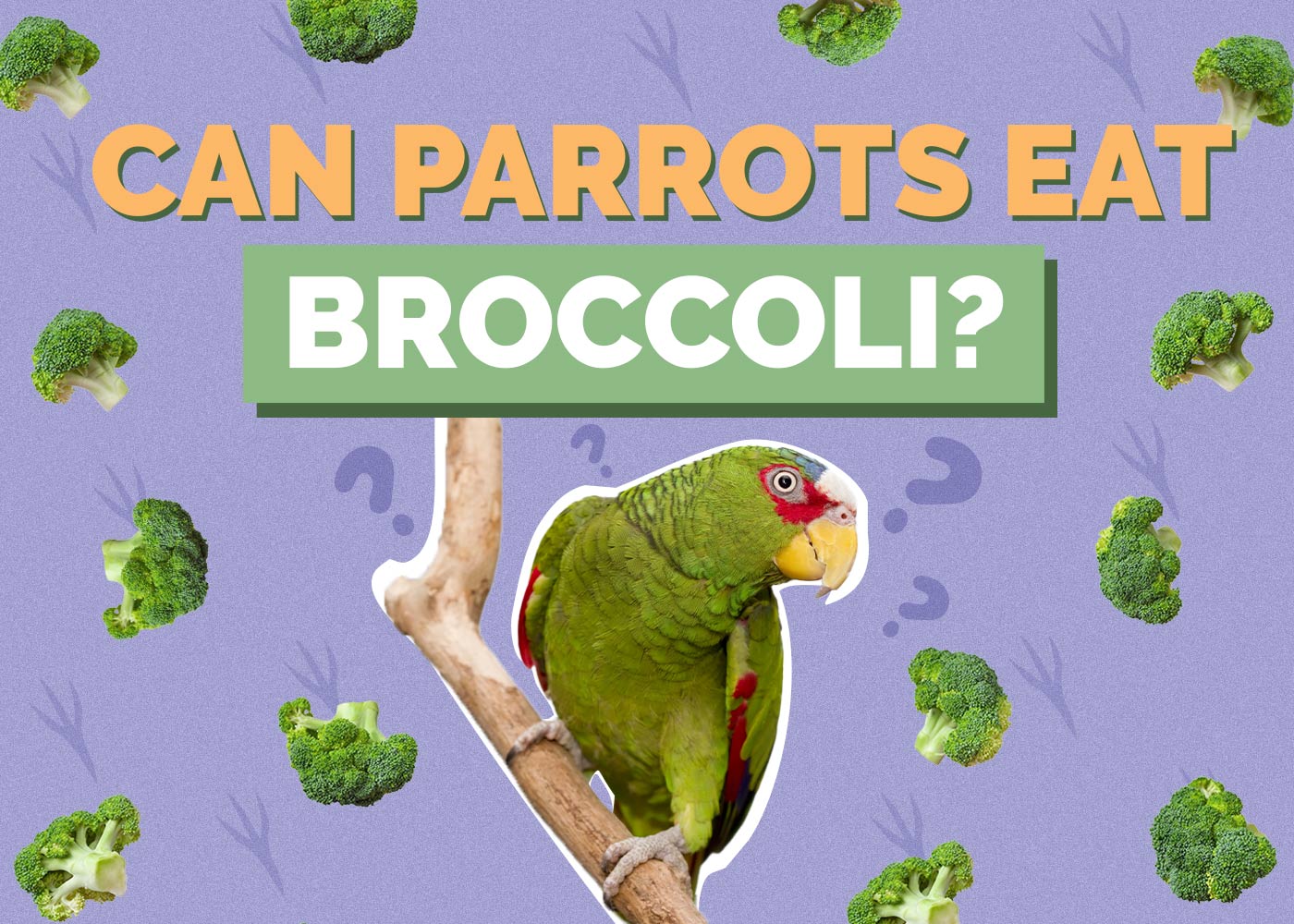 Can Parrots Eat Broccoli? Vet-Reviewed Facts & FAQ