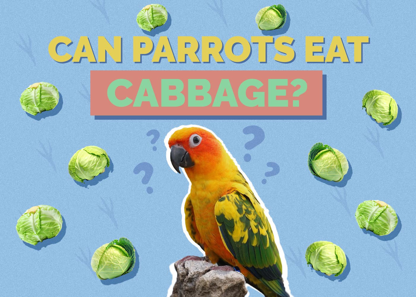 Can Parrots Eat Cabbage? Vet-Approved Facts & Explanation