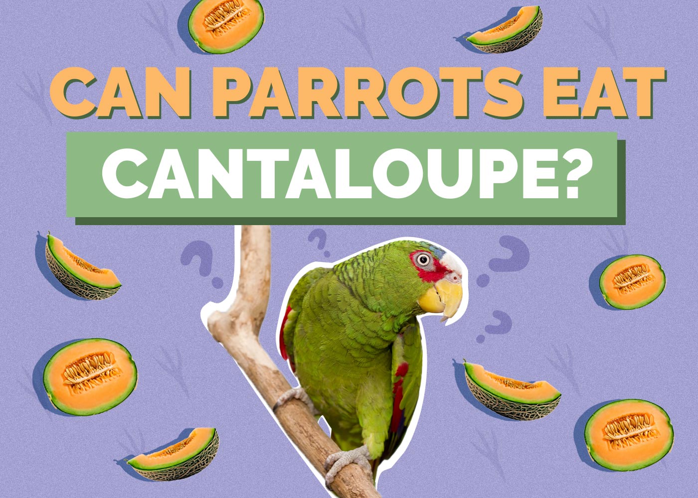 Can Parrots Eat Cantaloupe? Vet Reviewed Facts & FAQ