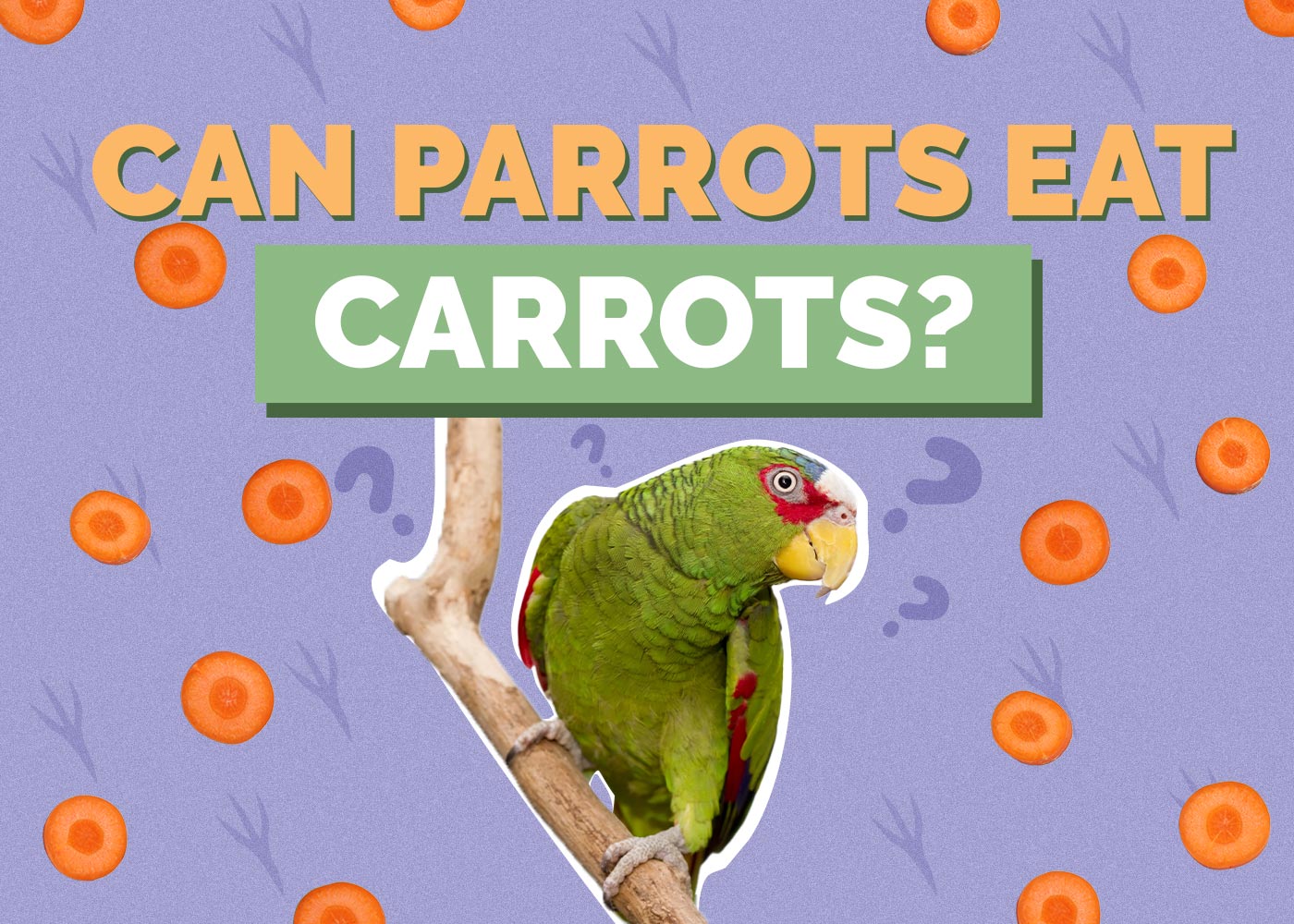 Can Parrots Eat Carrots? Vet Approved Facts & FAQ
