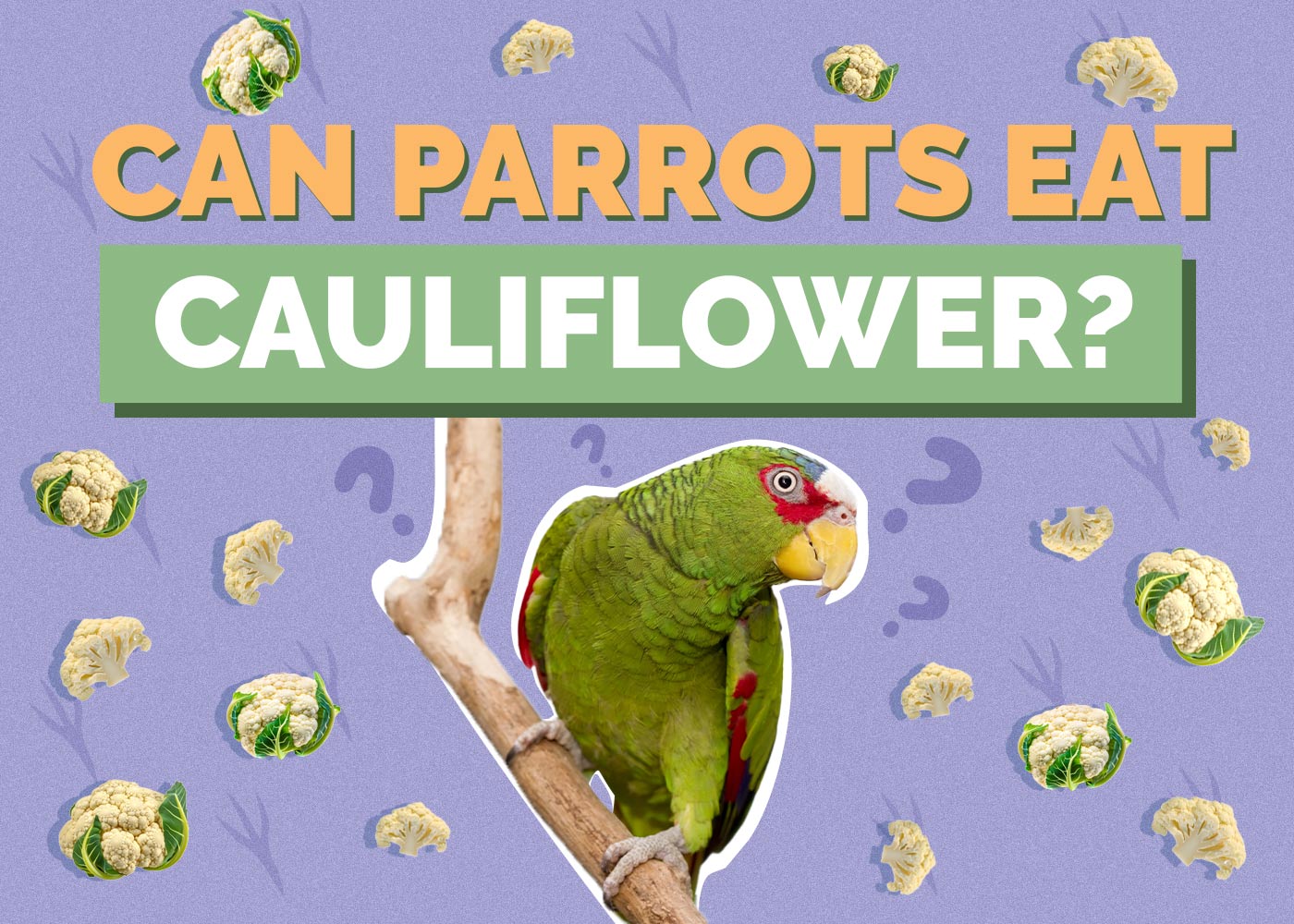 Can Parrots Eat Cauliflower? Vet-Approved Facts & FAQ