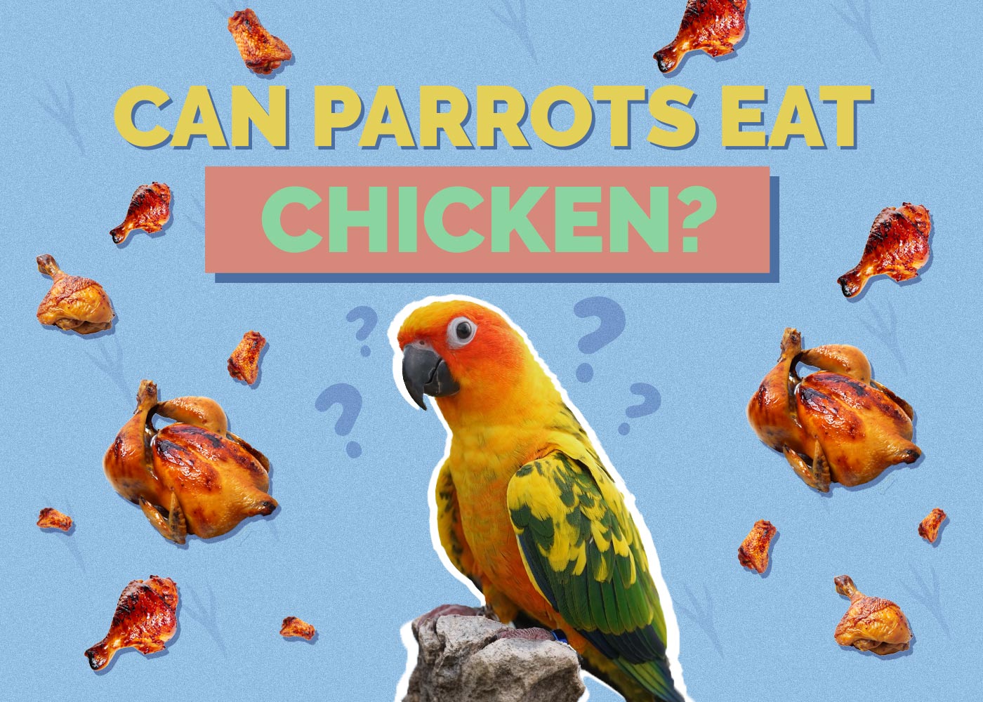 Can Parrots Eat Chicken? Vet-Reviewed Feeding Facts