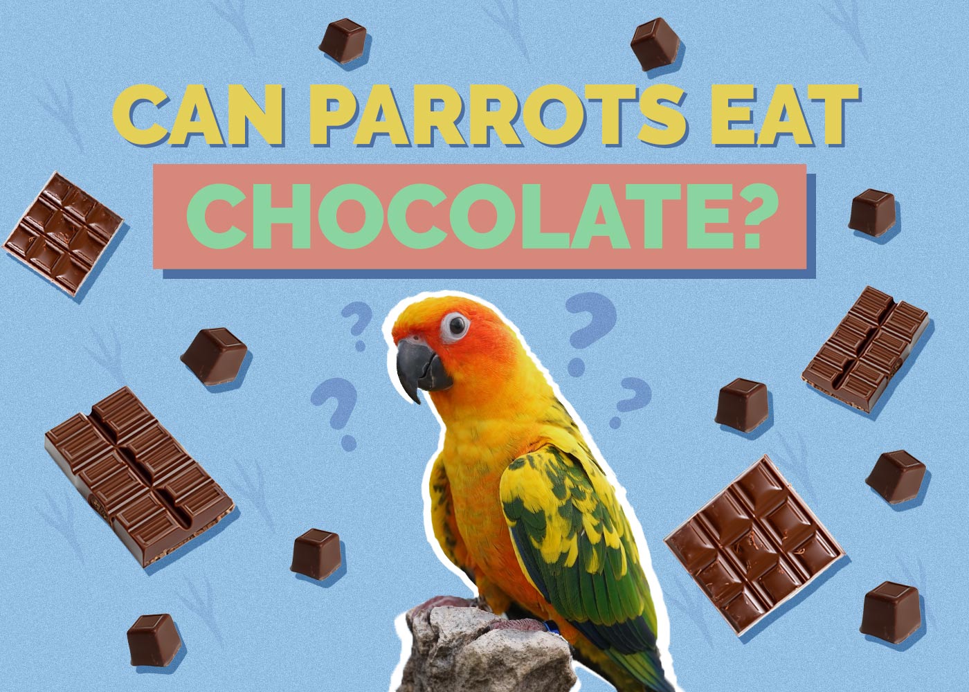 Can Parrots Eat Chocolate? Vet Approved Facts & FAQ