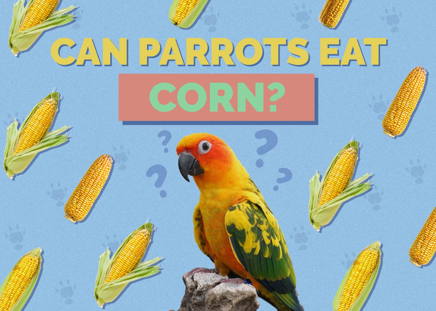 Can Parrots Eat Corn? Vet-Approved Feeding Facts
