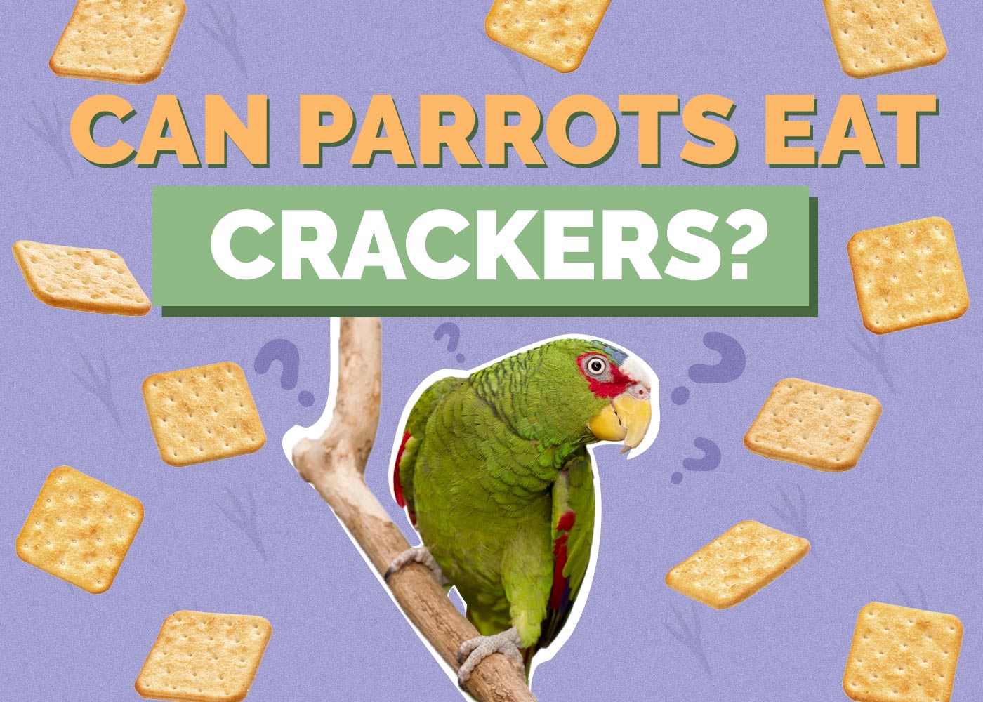 Can Parrots Eat Crackers? Vet-Approved Health Considerations