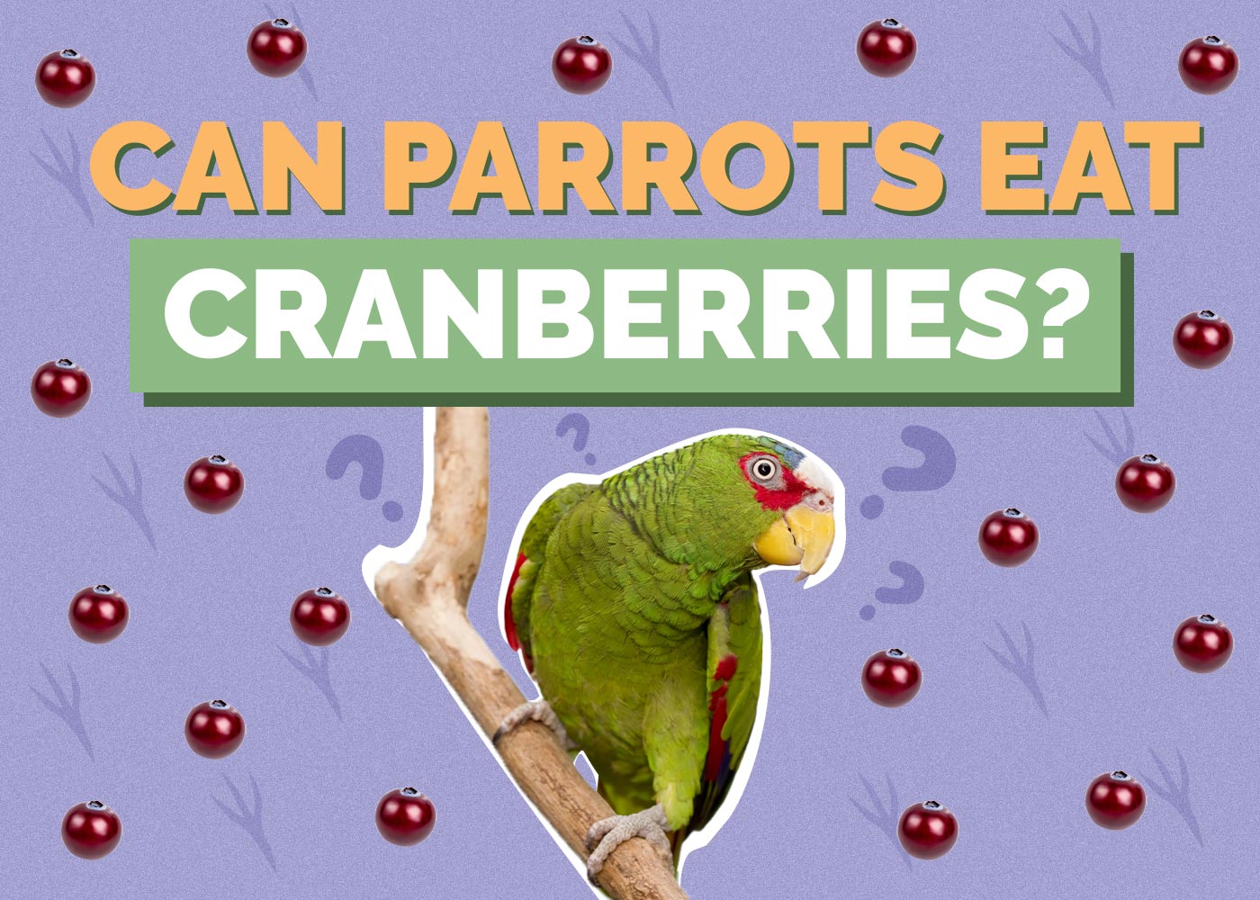 Can Parrots Eat Cranberries? Vet-Approved Facts & FAQ