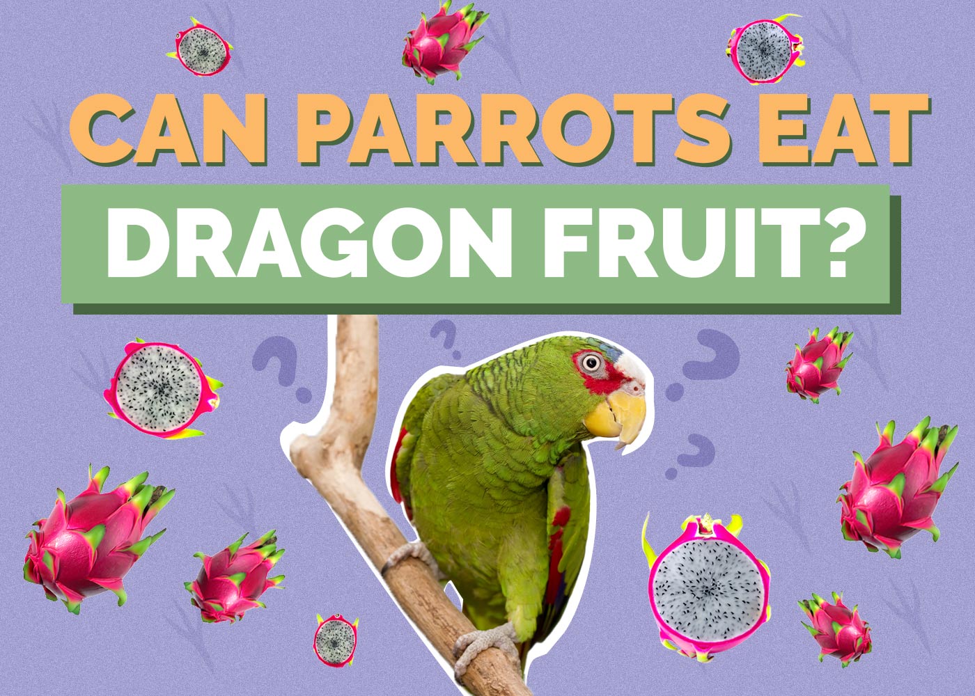 Can Parrots Eat Dragon Fruit? Vet Reviewed Facts & FAQ