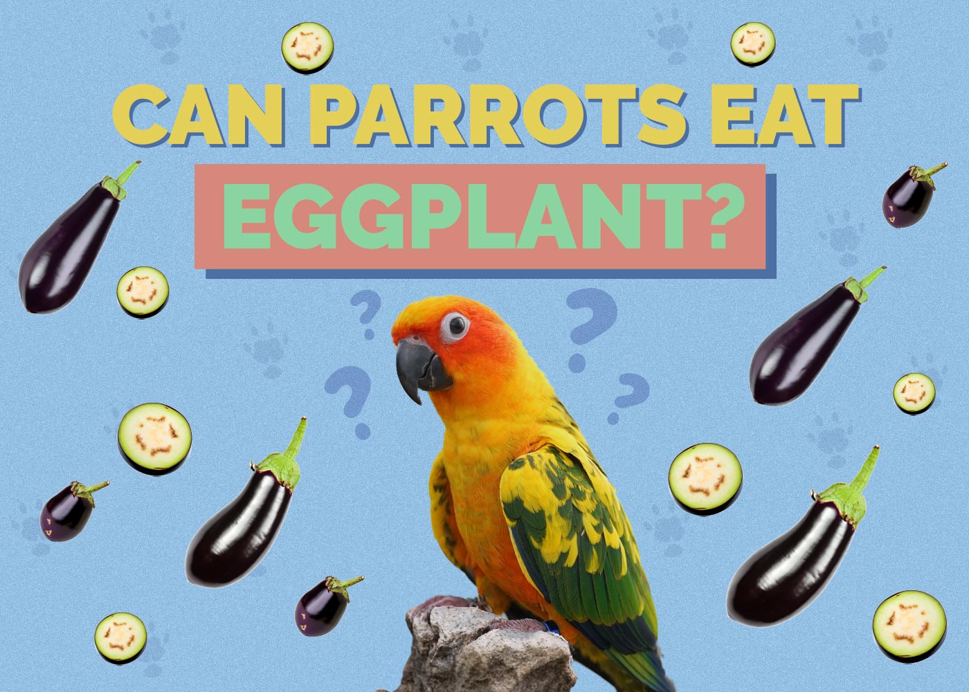 Can Parrots Eat Eggplant? Vet-Reviewed Health Concerns