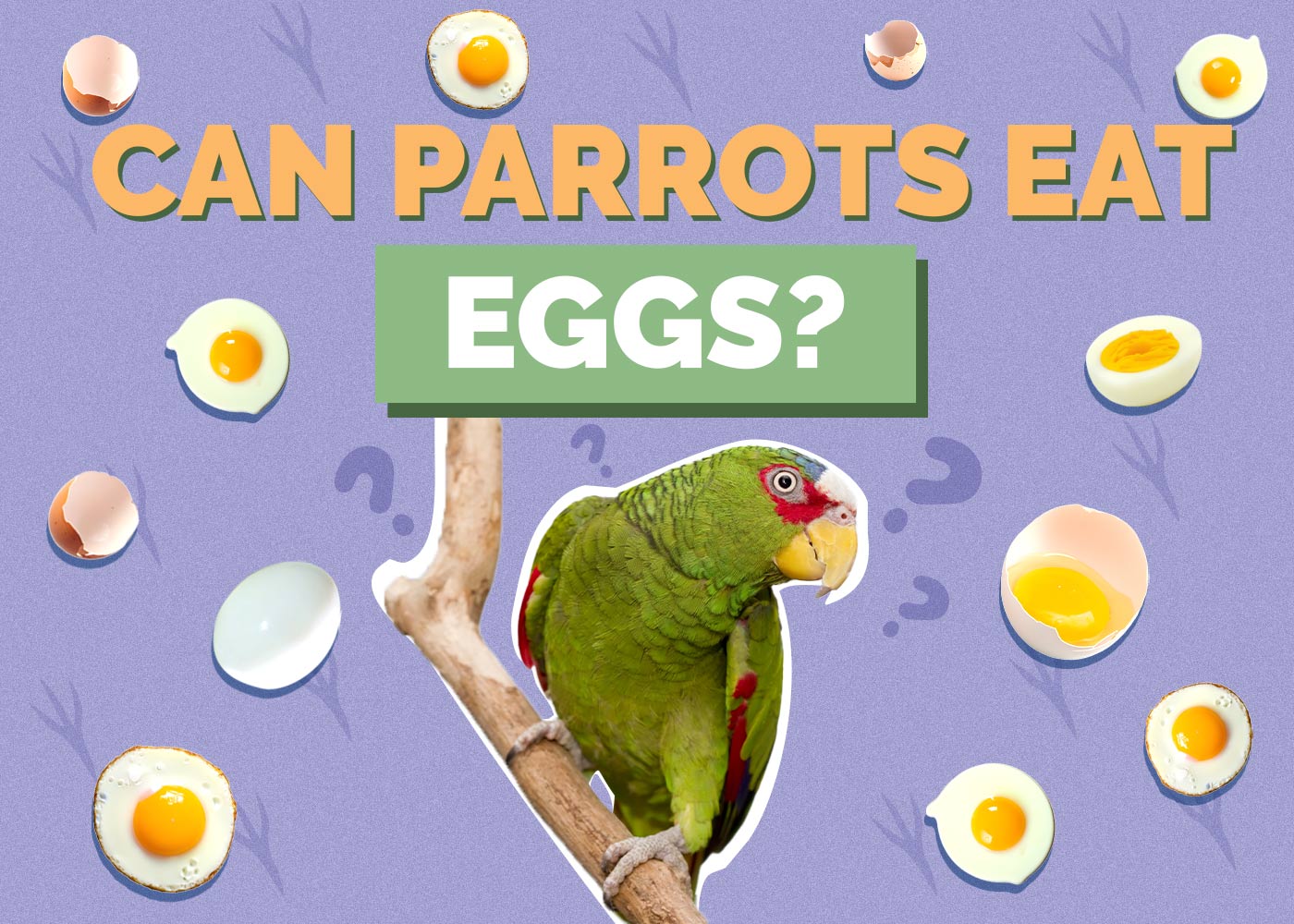Can Parrots Eat Eggs? Vet Approved Facts & FAQ