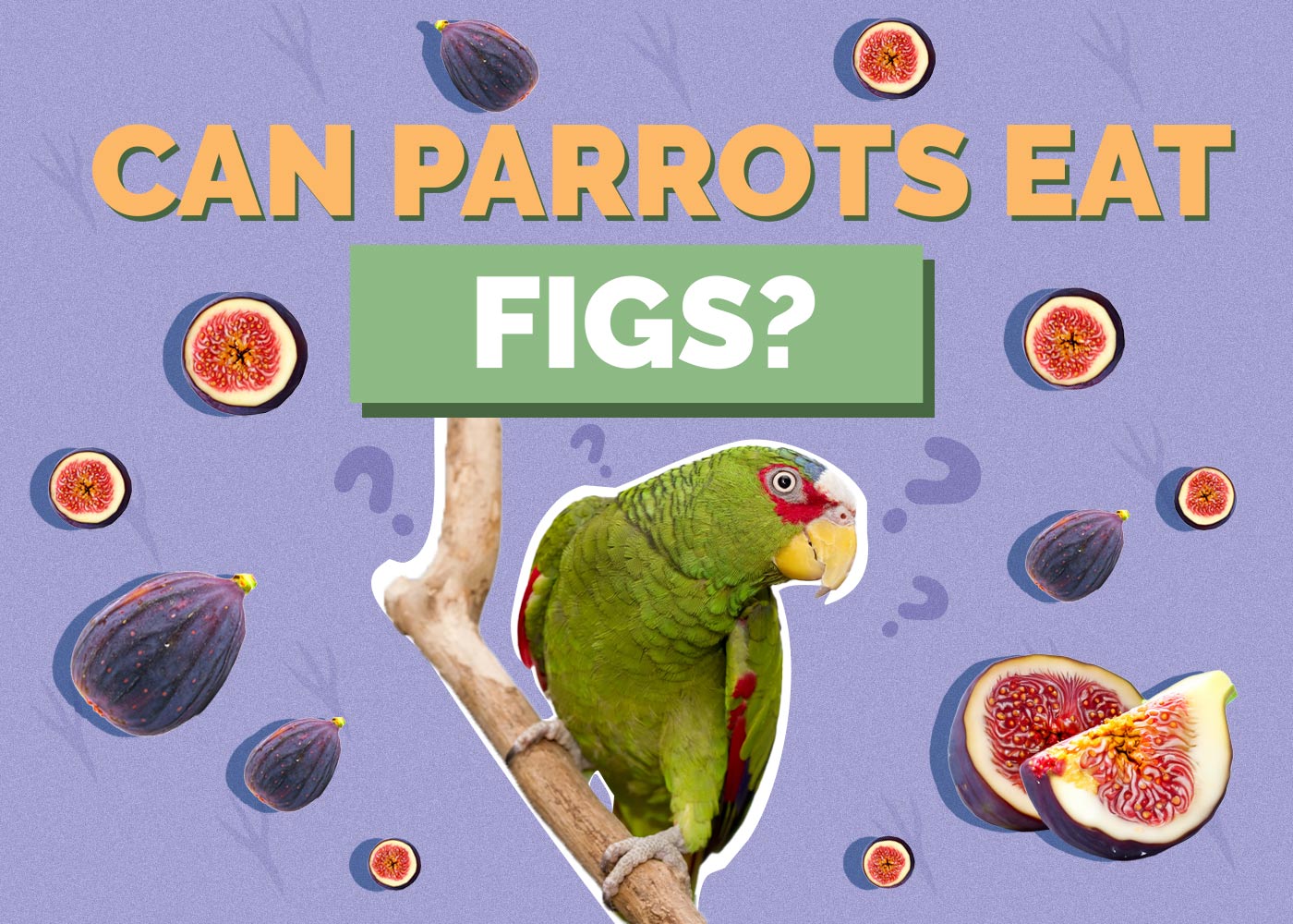 Can Parrots Eat Figs? Vet Approved Facts & Safety Guide