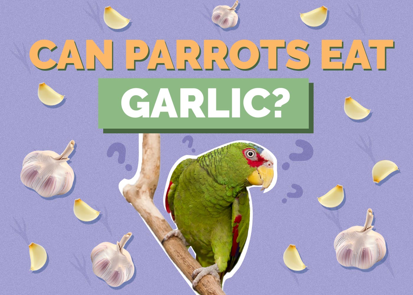 Can Parrots Eat Garlic? Vet Reviewed Health Concerns & Safety Guide