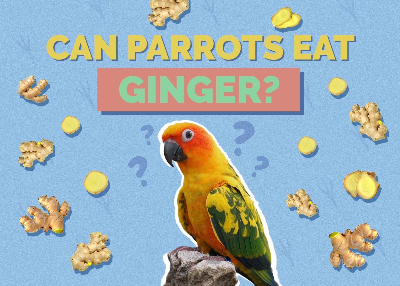 Can Parrots Eat Ginger? Vet-Reviewed Health Concerns