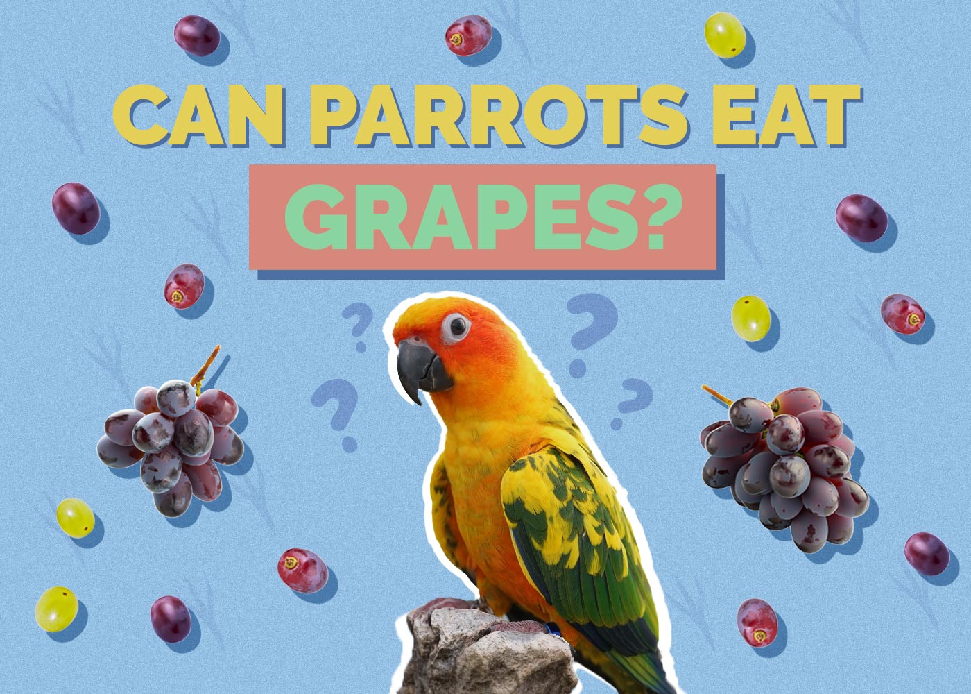 Can Parrots Eat Grapes? Vet Approved Nutrition Facts
