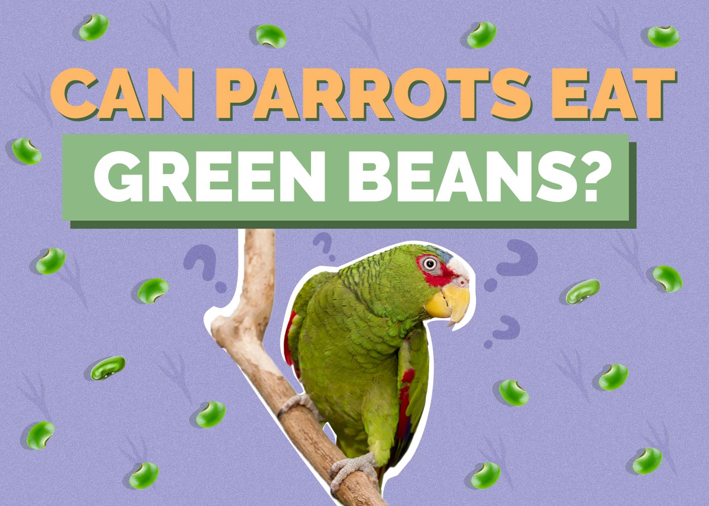 Can Parrots Eat Green Beans? Vet-Approved Facts & FAQ