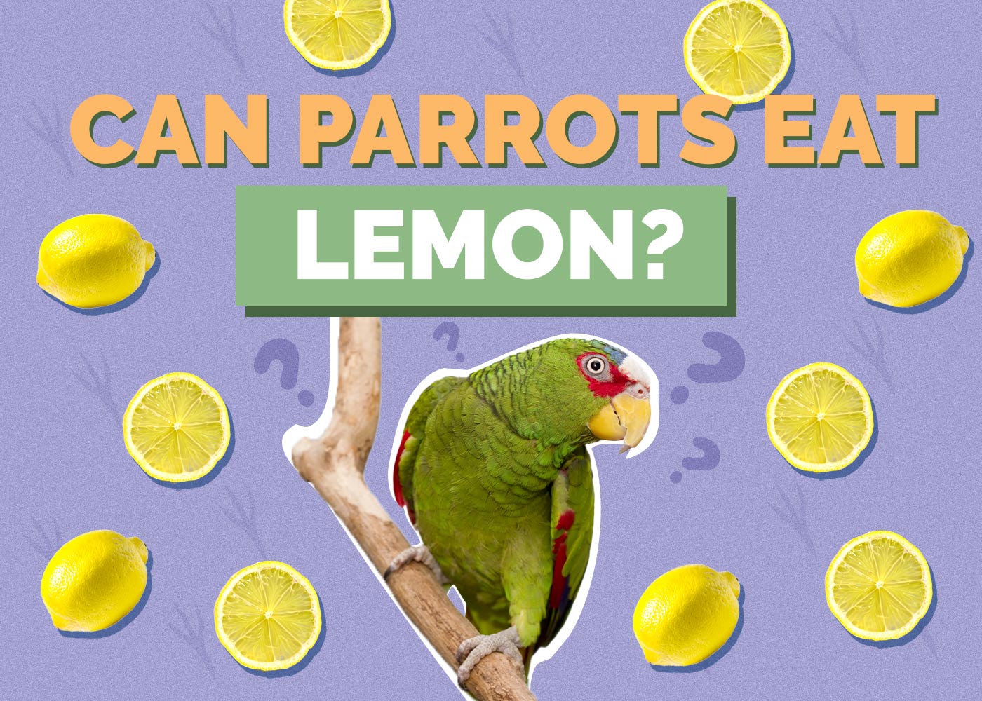 Can Parrots Eat Lemons? Vet-Reviewed Nutritional Facts & FAQ