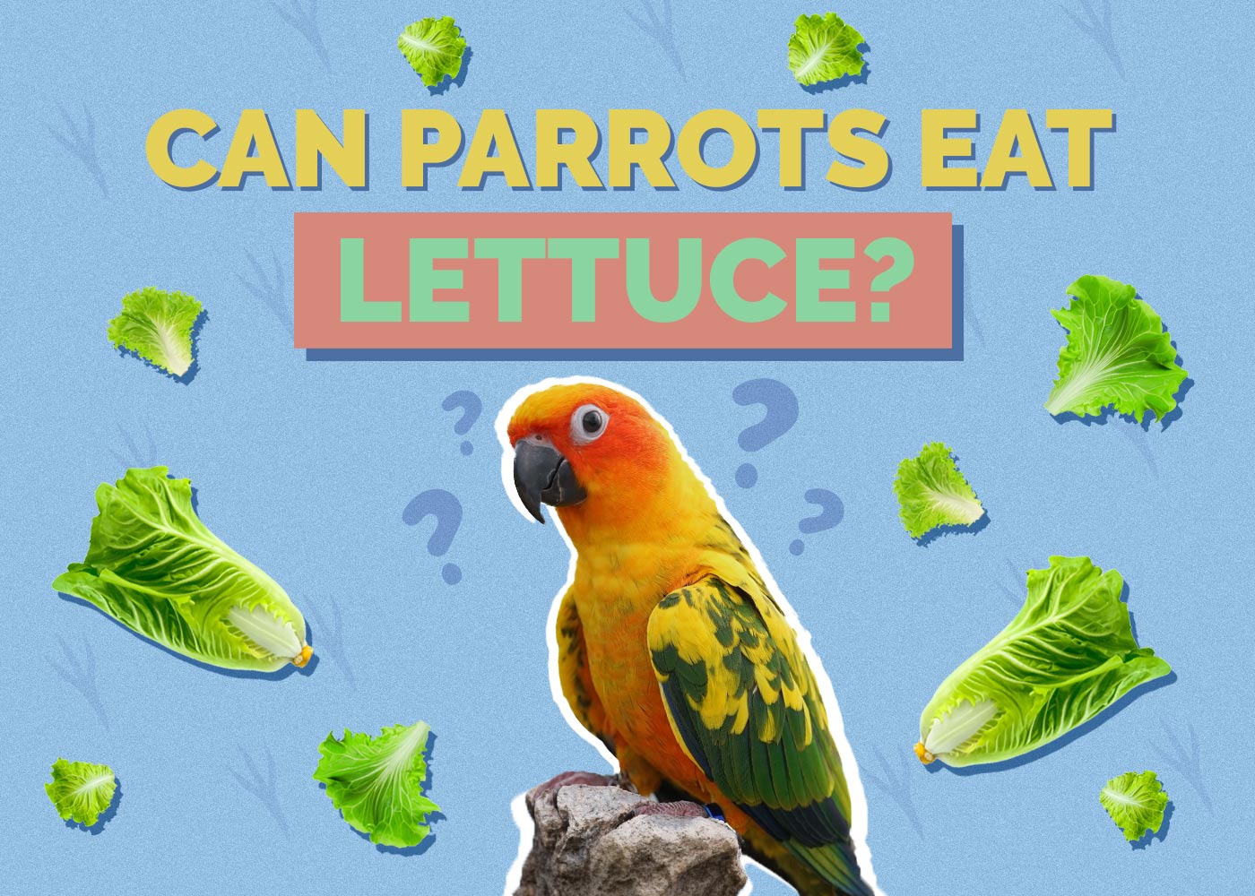 Can Parrots Eat Lettuce? Vet Approved Facts & FAQ