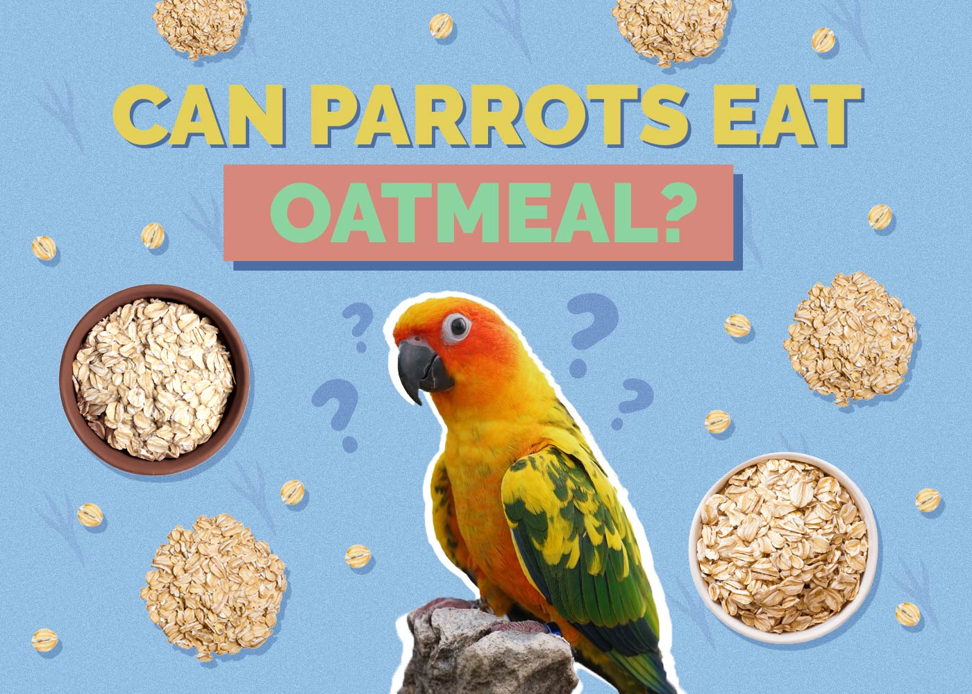 Can Parrots Eat Oatmeal? Vet-Reviewed Health Guide