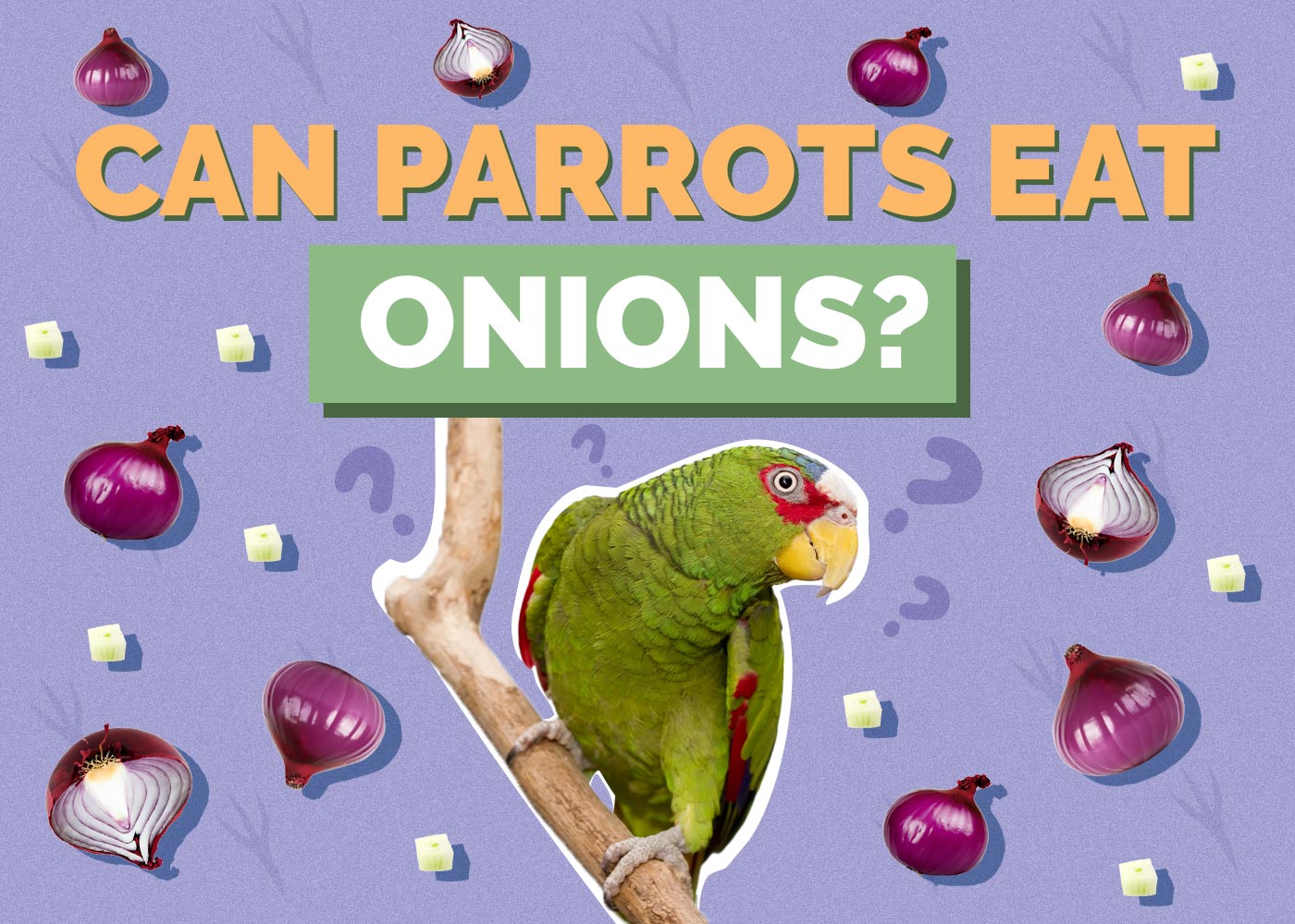 Can Parrots Eat Onions? Vet-Approved Facts & FAQ